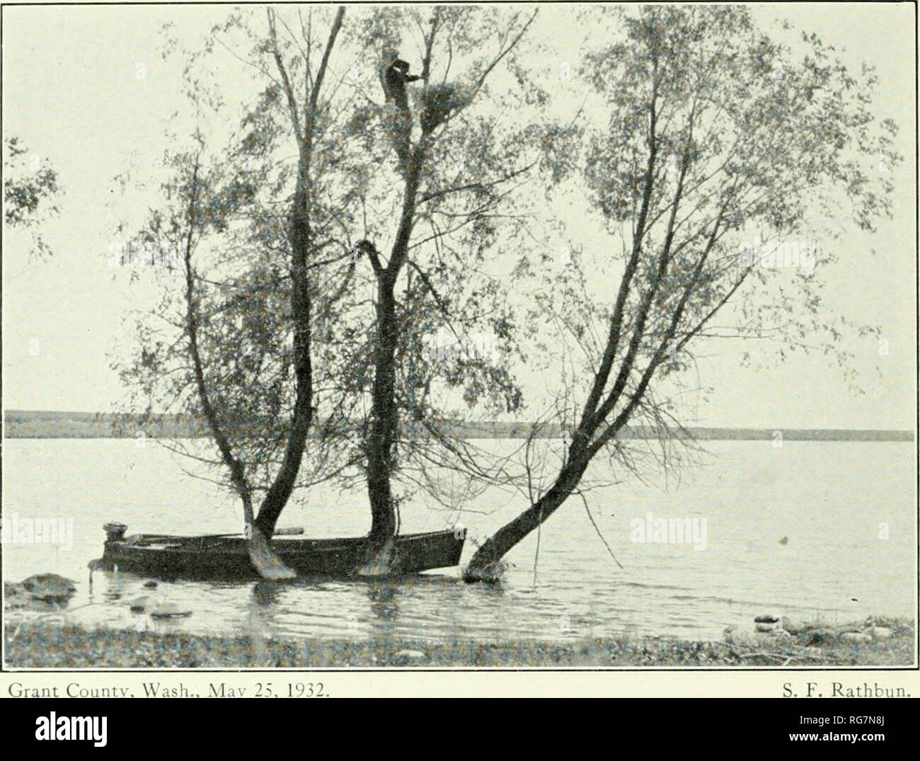 . Bulletin - United States National Museum. Wissenschaft. Us NATIONAL MUSEUM BULLETIN 167 Platte 66. Grant County, Washington, 25. Mai 1932. Nest site.. Bitte beachten Sie, dass diese Bilder sind von der gescannten Seite Bilder, die digital für die Lesbarkeit verbessert haben mögen - Färbung und Aussehen dieser Abbildungen können nicht perfekt dem Original ähneln. extrahiert. United States National Museum, Smithsonian Institution, Usa. Abt. des Innenraums. Washington: Smithsonian Institution Press, [etc. ]; Für Verkauf durch die Supp. von Docs. , Us Govt Drucken. Aus. Stockfoto