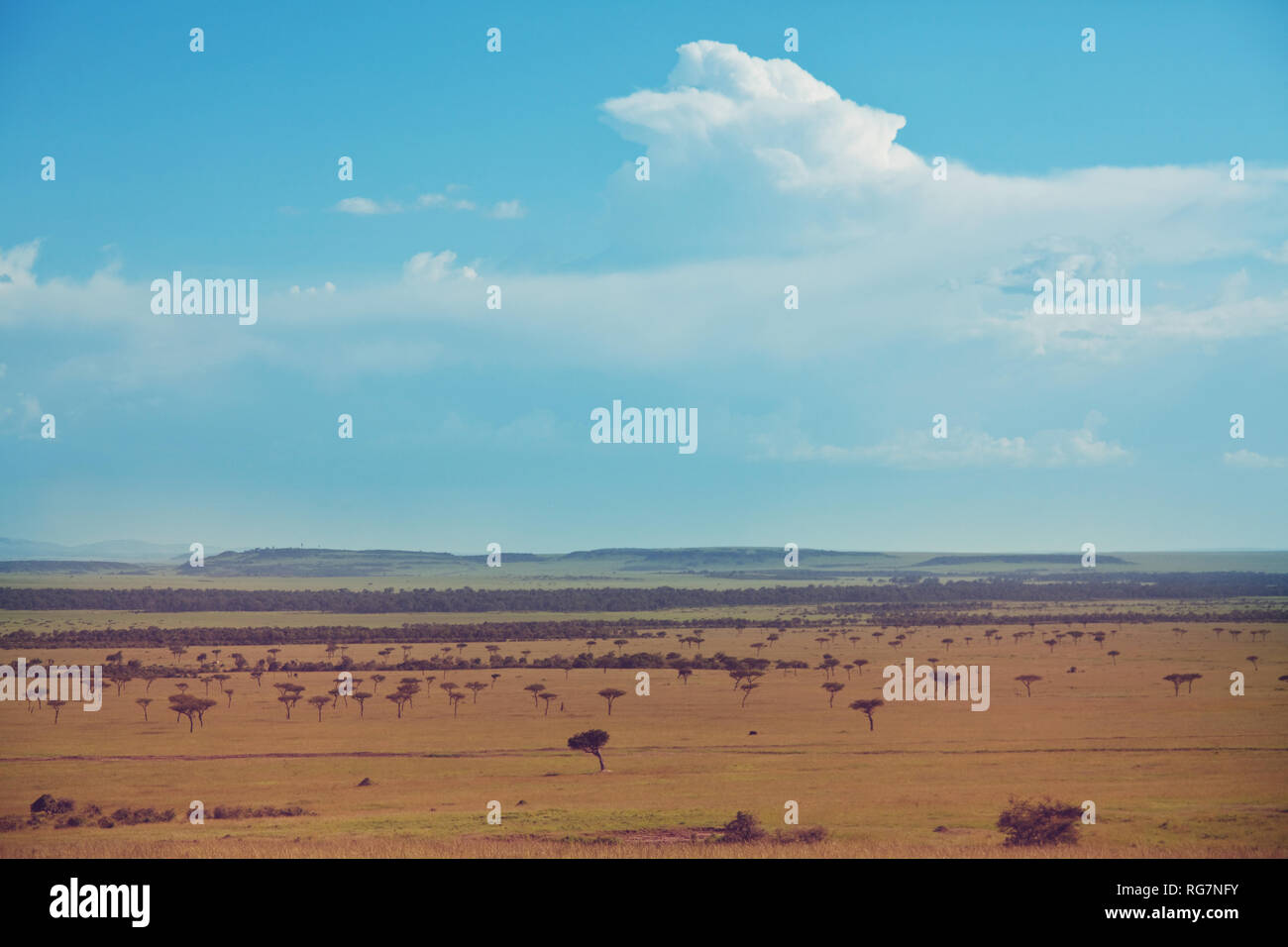 Afrikanische Landschaften - warmes Gelb Bush, Bäume und blauer Himmel. Konzeptionelle afrikanischem Hintergrund. Stockfoto