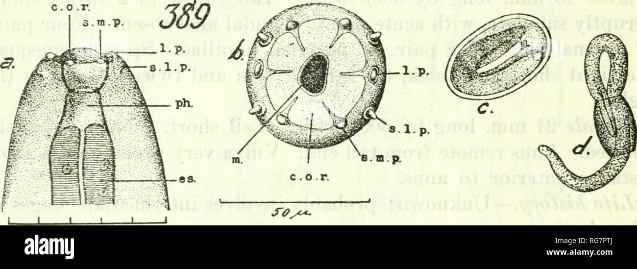 . Bulletin - United States National Museum. Wissenschaft. 326 BULLETIN 140, UNITED STATES NATIONAL MUSEUM Männlich 10 bis 16 mm lang und 350 /* Breit. Schwanz (Abb. 391 a und b) gewölbt ventral. Membrana Aperture 320 bis 400/* von der Rutenspitze. Vier Paare von preanal und 2 Paar postanal Papillen. Smit sagt, es sind 2 bis 4 Paare von postanal Papillen, aber anscheinend Zahlen 2 Paar preanal Papillen. Zwei ungleiche spicules, einer ist 3 bis 3,5 mm, lange Zeit von 8 bis 10 /* Breite, der andere ist 200 bis 220/*/* lang und 30 breit. In Proben von Smit das lange spicule wurde 480/*.lang und das kurze150/* Lange, laut h Stockfoto