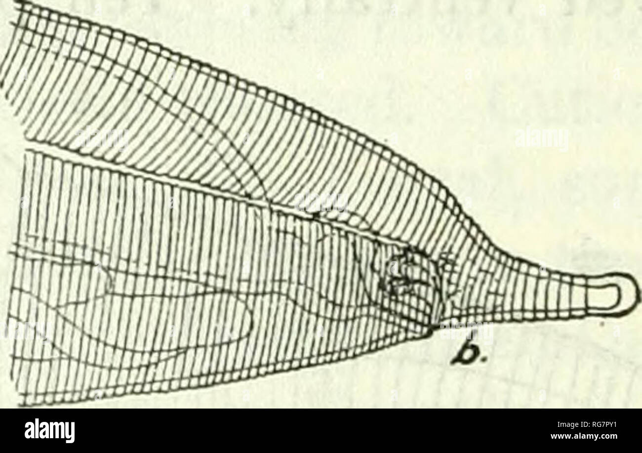 . Bulletin - United States National Museum. Wissenschaft. Abb. 379.- Thelazia stereura. Weiblich, u, das Kopfende, Anzeigen vdlva; b, Schwanz. Nach Skrjabin, 1922 aber es Verlassen einer glatten Fläche; der seitliche Linien Ende auf der Ebene des Anus. Männlich 12 bis 15 mm lang und 800/x breit. Schwanz spiralförmig aufgewickelt einmal; keine kaudale alae. Hinteren Extremitäten erweitert in eine kurze Anhängsel mit Knopf wie Ende zwei ungleiche spicules; die kurze styloid, mit einem scharfen Punkt, und der lange filiform. Schneider erklärt, dass es mehr als 4 Paare von preanal Papillen. Weiblich 12 bis 18 mm lang und 1 mm breit. Zwei seitliche cerv Stockfoto