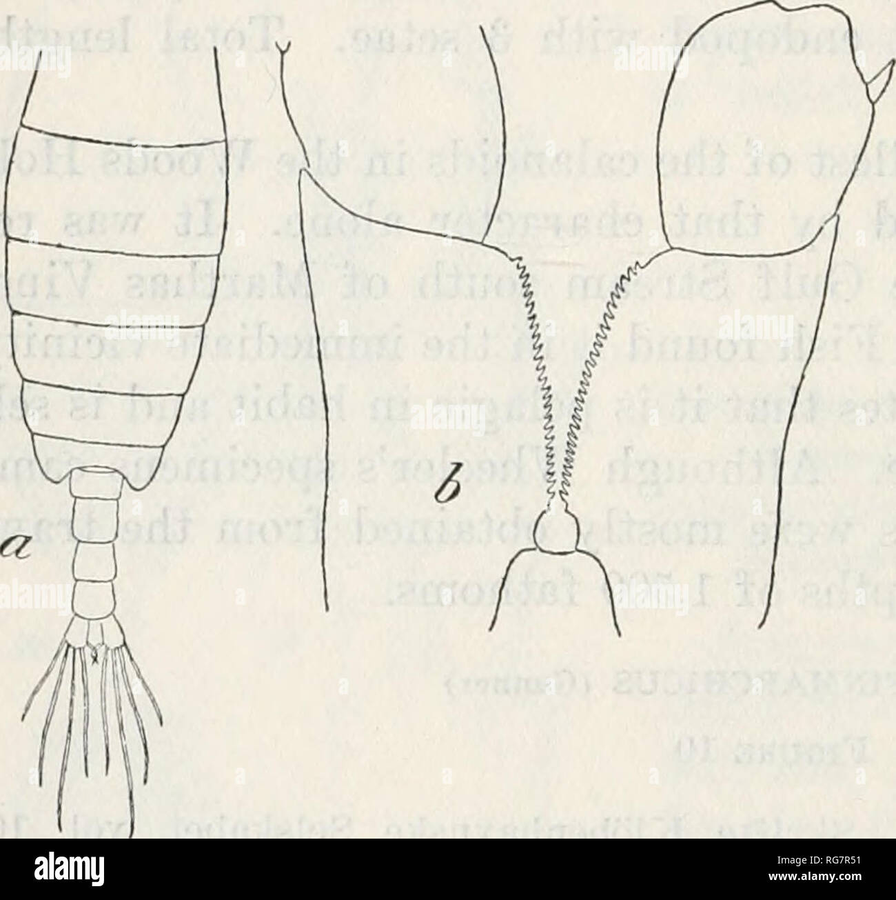 . Bulletin - United States National Museum. Wissenschaft. 24 BULUETIN 15 8, UNITED STATES NATIONAL MUSEUM und selten in einer Kombination von beiden. Auf der ventralen Oberfläche gibt es auch einen großen Fleck der Färbung für jedes Segment. In den ersten Seg- ment dies entlang der Mittellinie liegt und wird zwischen den Basen der Mund Teile zu werden; auch in den anderen Segmenten ist es sehr Korruptions-angeordnet. Das Auge ist tief rot (rathbun). Weiblich.-kopf vom ersten Segment getrennt; fünfte Segment mit abgerundeten hinteren Ecken; erste Antennen erreichen für über drei Segmente über die Spitzen der kaudalen Rami; di Stockfoto