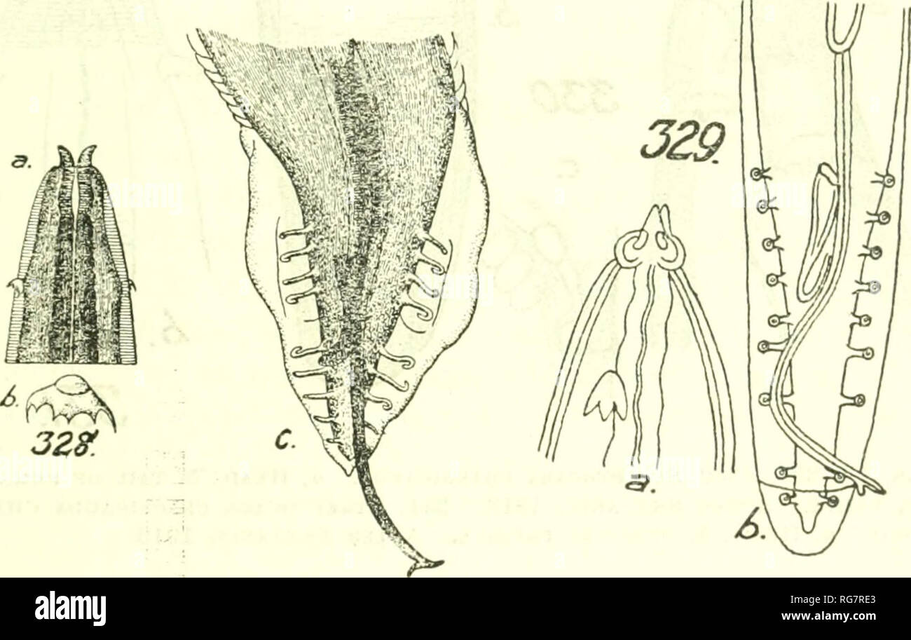 . Bulletin - United States National Museum. Wissenschaft. NEMATODE PARASITEN DER VÖGEL 267 Morphologie. - Streptocara (s. 2 G4): Kopf (Abb. 329 a) mit 2 Coni-cal Lippen und rudimentären Hals Schnickschnack. Zervikale Papillen 140 ft, von Kopf Ende, trikuspidalklappe. Männliche 7,58 mm. lang durch 250 /* Breit. Speiseröhre etwas weniger als 1/2 der Körperlänge; Schwanz 1/20 der Körperlänge. Hinteren Extremitäten (Abb. 3296) gerundet; kaudale alae breit. Vier Paare von preanal, 5 Paar postanal pedunculated Papillen. Spicules sehr ungleichen, die längere 600/n, mit einem kleinen-Prozess die Projektion im rechten Winkel, die kürzere spicule 14 G Stockfoto