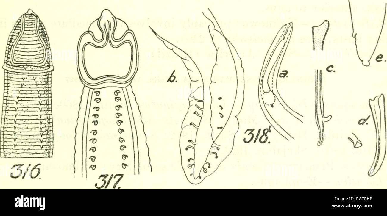 . Bulletin - United States National Museum. Wissenschaft. NEMATODE PARASITEN DER VÖGEL 255 cal, nur leicht projiziert, in den seitlichen Linien ein wenig posterior), um die Kurve, die durch die anastomosing Bereich der Absperrungen. Männliche 6,55 mm. lang durch 260 /* Breit. Schwanz (Abb. 318 b) über 160//Lange, etwa 1/40 der gesamten Körperlänge. Cordons610/x lang. Kaudale alae Häutig und Quer gestreift; keine Unterteilung in 2 con-centric Zonen als in bestimmten Arten von Acuaria. Vier Paare von preanal und 5 Paar postanal Papillen. Spicules (Abb. 318 c und d) Ungleiche und unähnlich; die Linke 900//. lange, flexible, Stockfoto