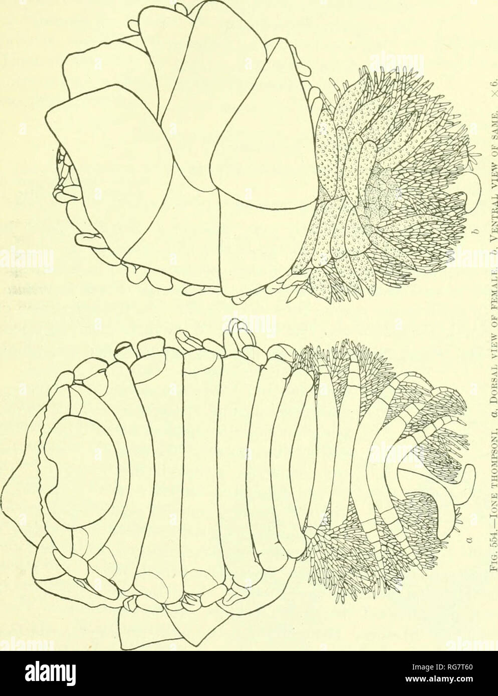 . Bulletin - United States National Museum. Wissenschaft. Der ISOFODS NÖTH AMERIKA. 509 tiibeiculate, die ersten zwei Paare, soniewiiat größer als die letzten zwei Paare. Die äußeren Zweige der tirst vier Paare und das fünfte Paar pleopoda bestehen aus schmalen, länglichen Fortsätzen crenulated auf Ihre äußeren Ränder und Dick tuberculate. Die Anhängsel der. Der sechste Abdominal- Segment, das uropoda, sind ein paar einfache, Cylin - drical, Elon&lt;^;- Lappen, recurv^Ed an Ihre Extremitäten und nicht erreichen - ing über die Masse der epimeral Anhängsel. Die incubatory Pouch ist foi 'Med von lebenden Paare Stockfoto