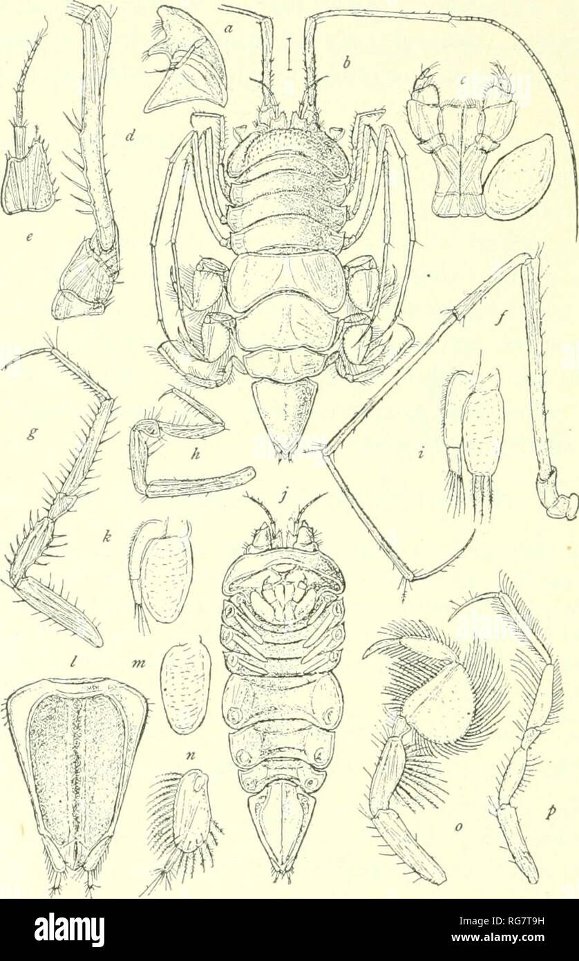 . Bulletin - United States National Museum. Wissenschaft. 4".) (&gt; JU DU ETIN 54, UNITED STATES NATIONAL MITSEUM. Minderwertige Antenne^ sc-arccly doppelt so Lono" a.s. die l) ody, vorletzter Gemeinsame des Blütenstandsstiels innen bewaffnet mit sieben starke-Stacheln. Beine, im Großen und Ganzen ähneln in der Struktur in der Art, obwohl die dritte und vierte Paare sind etwas weniger länglich, und der natatory. Abb. "Vl" J.-Ilyarachna hikticeps (nach Sars). a, Unterkiefer. I), Dor. sal Ansicht der weiblichen, r, Maxillipeds. d, zweite Antenne, e, erste Antenne. /, Zweite Antenne, g, zweite Bein. /I, erste Bein. Ich, Dritten pleopod. Stockfoto