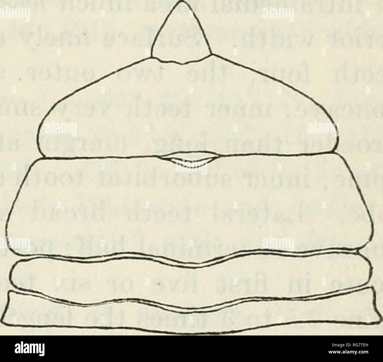 . Bulletin - United States National Museum. Wissenschaft. Das CANCROID KRABBEN VON AMERIKA 113 bilden eine doppelt gebogen, Tipps gerade, das Erreichen der Vierten der vorletzten Segment distal. Farbe.- fast Braun, Creme - unten, Tuberkel und Bergrücken von Manus mit rot gefärbten gefärbt. (Lockington.) Messungen. - männlichen (57909), Gesamtlänge der carapax 78,3, Breite der gleichen 152,8, Breite am vorderen Sockel des seitlichen Wirbelsäule 136, fronto-orbital Breite 54, Breite der Vorderseite 11,5 mm. Bereich. - von Point Loma, Kalifornien (Holmes), zum Golf von Cali-fornia, Mexiko. Material untersucht. - Kalifornien - San Diego; c. R. Orcutt; 1 mal Stockfoto