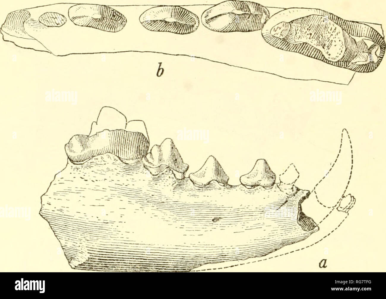 . Bulletin - United States National Museum. Wissenschaft. 22 BULLETIN 171, U. MTED. MITGLIEDSTAATEN NATIONALE MUSP^ ÄHM. Abbildung l.-Canis urmbruMeri Gidley, rechts Ramus von mandibie, paratype (U.S.X.M. Nr. 7C61): a, Seitenansicht, 2/3 natürliche Größe; ft, okklusale Ansicht, natürliche Größe. Cumberland Höhle Pleistozän, Maryland. Bitte beachten Sie, dass diese Bilder sind von der gescannten Seite Bilder, die digital für die Lesbarkeit verbessert haben mögen - Färbung und Aussehen dieser Abbildungen können nicht perfekt dem Original ähneln. extrahiert. United States National Museum, Smithsonian Institution, Usa. Stockfoto