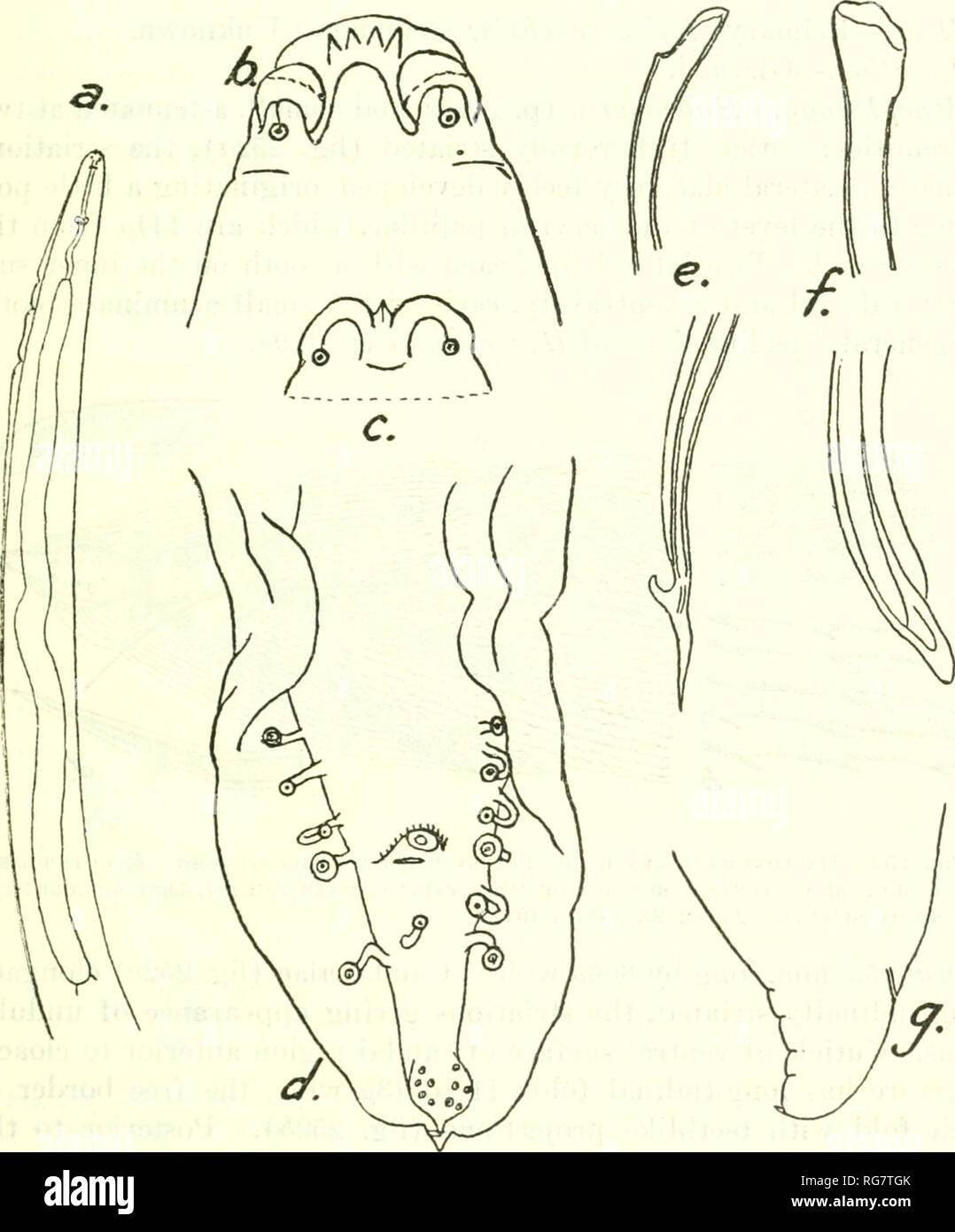 . Bulletin - United States National Museum. Wissenschaft. NEMATODE PARASITEN DER VÖGEL 181 Teilfläche des Körpers für eine Entfernung von QlOfx anterior nach Membrana Aperture. Elf Paare der kaudalen Papillen, von denen 4, 7 postanal preanal sind und darüber hinaus eine große ungepaarte Papille auf der linken Seite des Ante - Rior Kante der Membrana Aperture. Spicules (Abb. 251e und/) ungleich, die. Abb. 251.- Habronbma monoptera. a, vordere Ende; b, lateual bis; c, mediax Lippe; d, Außengewinde; e, Links spicule; f, rechts spicule; g, weiblich Schwanz. Nach Gendre, 1922 eine von 1,56 auf 1,68 mm. lang, die anderen 380 bis 460/* Lange. Gorgeret diff Stockfoto