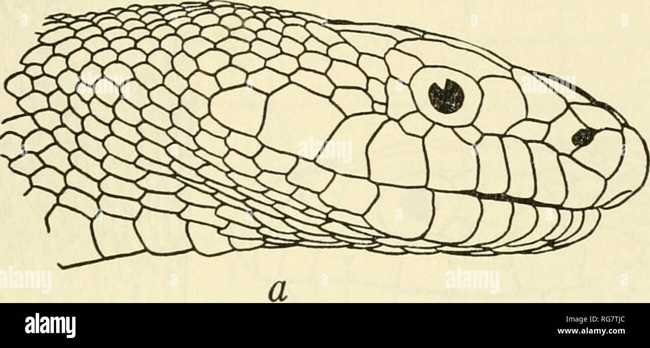 . Bulletin - United States National Museum. Wissenschaft. Schlangen DER GATTUNG PITUOPHIS 9 Collis nur den hinteren Teil des Dorsum trägt die typische mittlere Reihe, während die midregion trägt zwei Serien von amiuli und dem vorderen Teil des Körpers wird durch die Anwesenheit von zwei durchgehenden schwarzen Streifen zu erkennen. In den vier Unterarten der Melanoleucus das typische Muster ist unterschiedlich von Verstärkung oder Verringerung der Farbe im Hintergrund oder Flecken geändert oder durch die Fusion von Spots, Rendering der anterioren Hintergrund dunkel mit dem Flecken nur etwas dunkler in Ruthveni, der Anterioren stellen, daher b Stockfoto