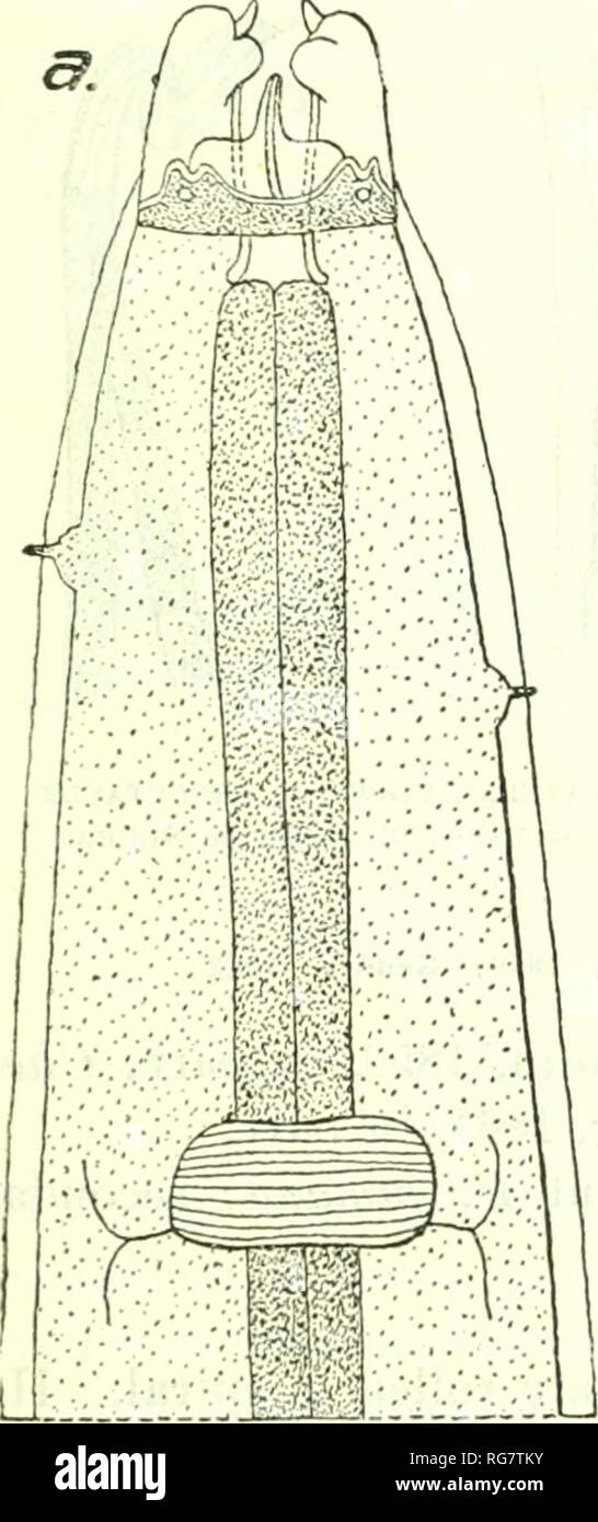 . Bulletin - United States National Museum. Wissenschaft. NEMATODE PARASITEN DER VÖGEL 177 Rufus, Emberiza pecoris, Falco albicollis, F. Ater, F. aurantius, F. bidentatus, F. buteo, F. cachinans, F., F. cineraceus lananits cyaneus, F., F. magnirostris, F. Nisus, F. palumbarius, F. i-ufus, F. sub-buteo, F. tinnunculus, F. tridentaius, F. xanthothorax, F. unicinctvis, Harpagus Herpetotheres cachinans bidentatus,, Hypotriorchis sub-buteo, MUvus regalis, Strix otus; Sekundär: Unbekannt. Lage: proventriculus. Morphologie. - Habronema (s. 172): Körper dehnen, stark Stri-handelten. Zwei seitliche alae auf einer Stockfoto