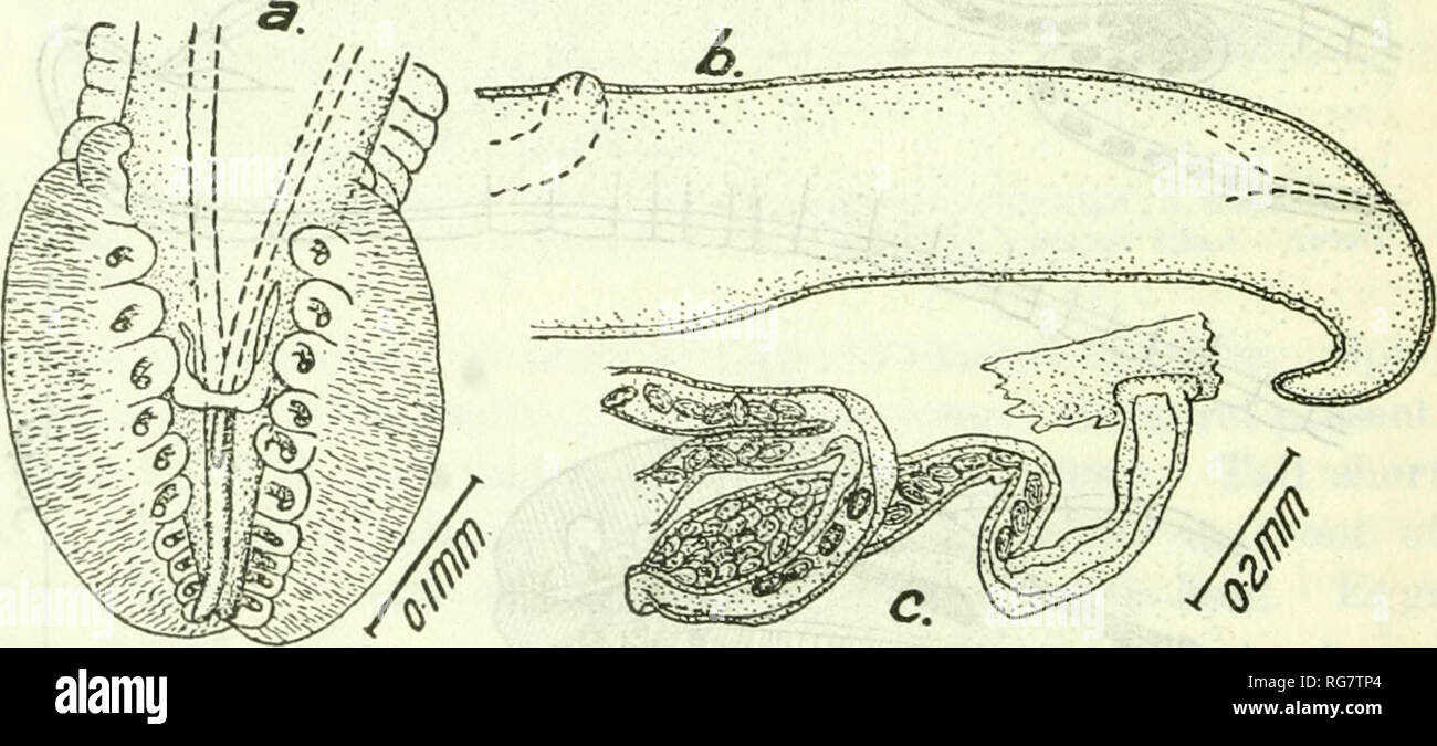 . Bulletin - United States National Museum. Wissenschaft. Abb. 242.- Cyrnea colini. Kopf, ein, Ventral; b, fkont; c, schräg laterale Ansicht. ORIGINAL Membrana Aperture über 115 /* vom hinteren Ende zehn Paare von pedun - culated Papillen bilden eine ununterbrochene Reihe, die 4 meisten Posterioren Paare etwas kleiner als die anderen; die siebte Paar von der posterioren Ende liegt auf der Ebene der Membrana Aperture. Spicules sehr ungleichen, links 2 mm. lang durch 12/t Breite, rechts 365 /* lang durch 24/t. Abb. 243.' - Cyrnea colini. a, Außengewinde; b, weibliche Schwanz; c, ovejector. (Sgalb für 6 und C identisch.) ORIGINAL Breite Stockfoto