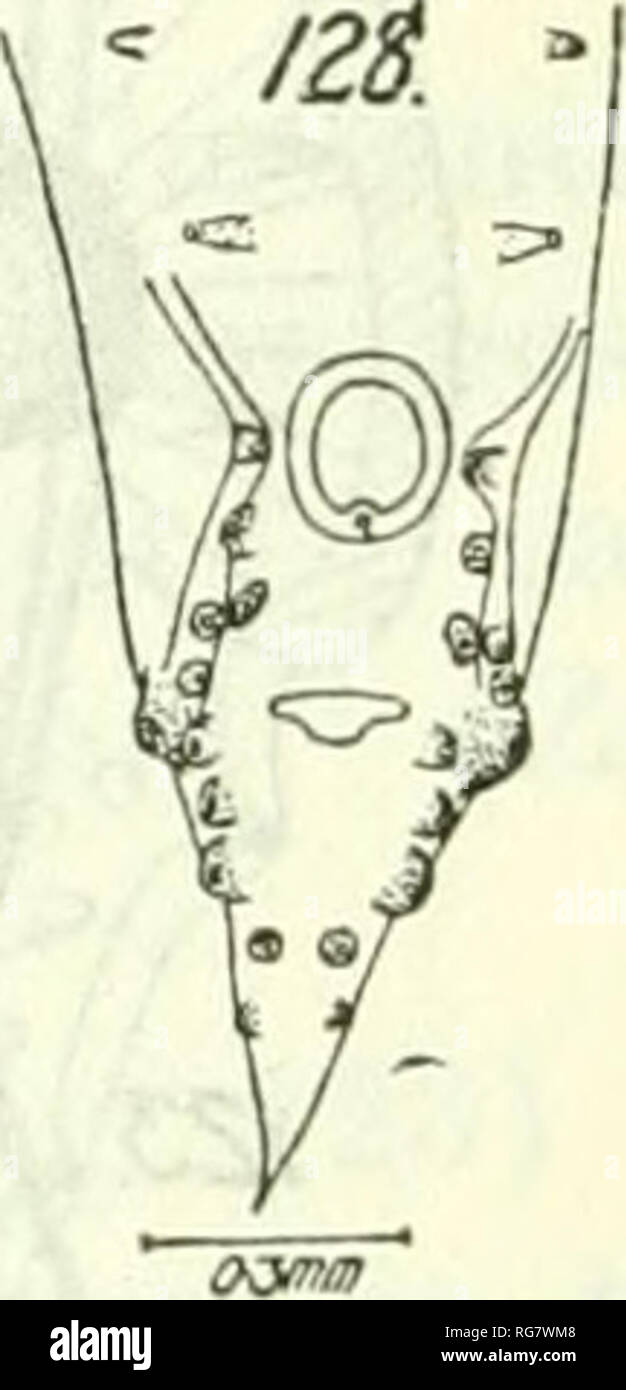 . Bulletin - United States National Museum. Wissenschaft. 0-3 mm/Z6IZ7.. Abbn. 126-128.- Ascaridia fasciata. 126, Leiter. 127, Cuticulak Ringe des Körpers. 128, Außengewinde. Nach Baylis, 1920 Männlich 40 mm lang und 870/i breit; Schwanz 1/148 der gesamten Länge. Acht Paare von Kaudal Papillen (Abb. 129), von denen 3 preanal sind. Weibliche 62mm lang und 1,3 mm breit; Schwanz 1/133 der Gesamtlänge, abgerundet. Eier 78 /* lang durch 49 /* Breite, mit sehr dicken Schalen. Leben Geschichte. - wahrscheinlich ähnlich wie die von A. Galli (s. 82). Verteilung.-Afrika (Togo und Bismarckburg). ASCARIDIA GRANULOSAZELLEN (Linstow, 1906) Railliet und Henry, 191 Stockfoto