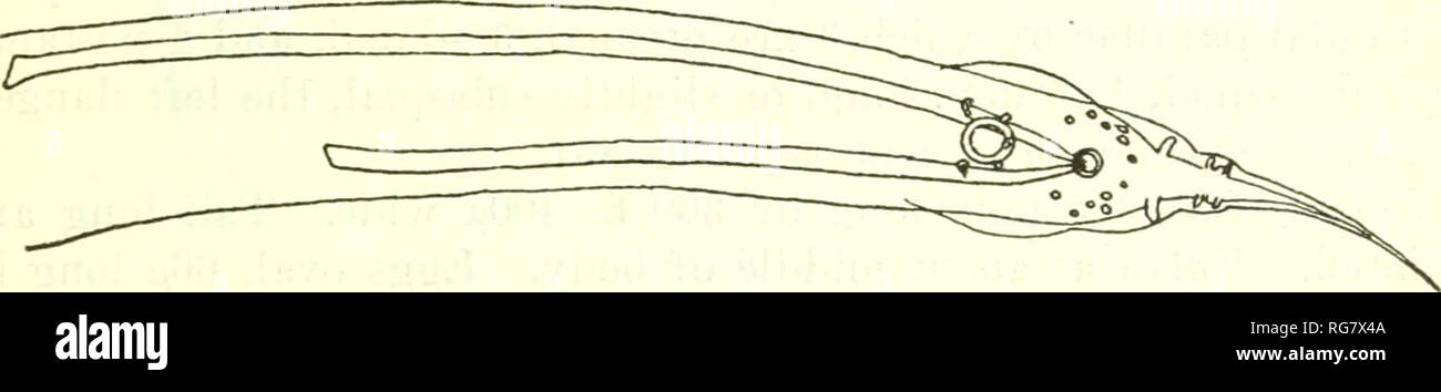. Bulletin - United States National Museum. Wissenschaft. NEMATODE PARASITEN DER VÖGEL 63 HETERAKIS FARIAI Travassos, 1913 Wirt.-Odontophoi uns capueira. Lage: Darm. Morphologie. - Heterakis (s. 50): Mund mit 3 gleiche Lippen. Esoph - agus über DOCV lang, mit einer Lampe. Stecker 6 mm lang. Kaudalen Extremität mit einer langen Spitz pro-longation (Abb. 83). Kaudale alae breit. Preanal Sucker, rund, ca. 3 (&gt; pi im Durchmesser, mit einer Papille auf der hinteren Felge. Zwölf Paare der Papillen, einige von ihnen asymmetrisch angeordnete; 3 Paar preanal sind. Spicules lange und ungleich. Alvaro beschreibt die Stockfoto