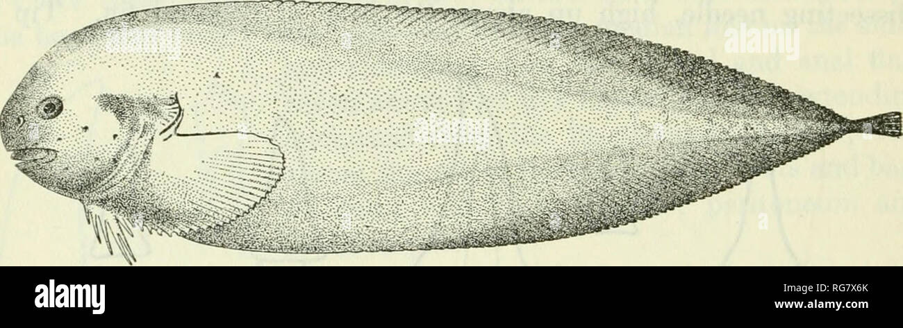 . Bulletin United States National Museum. Wissenschaft. 154 BULLETIN