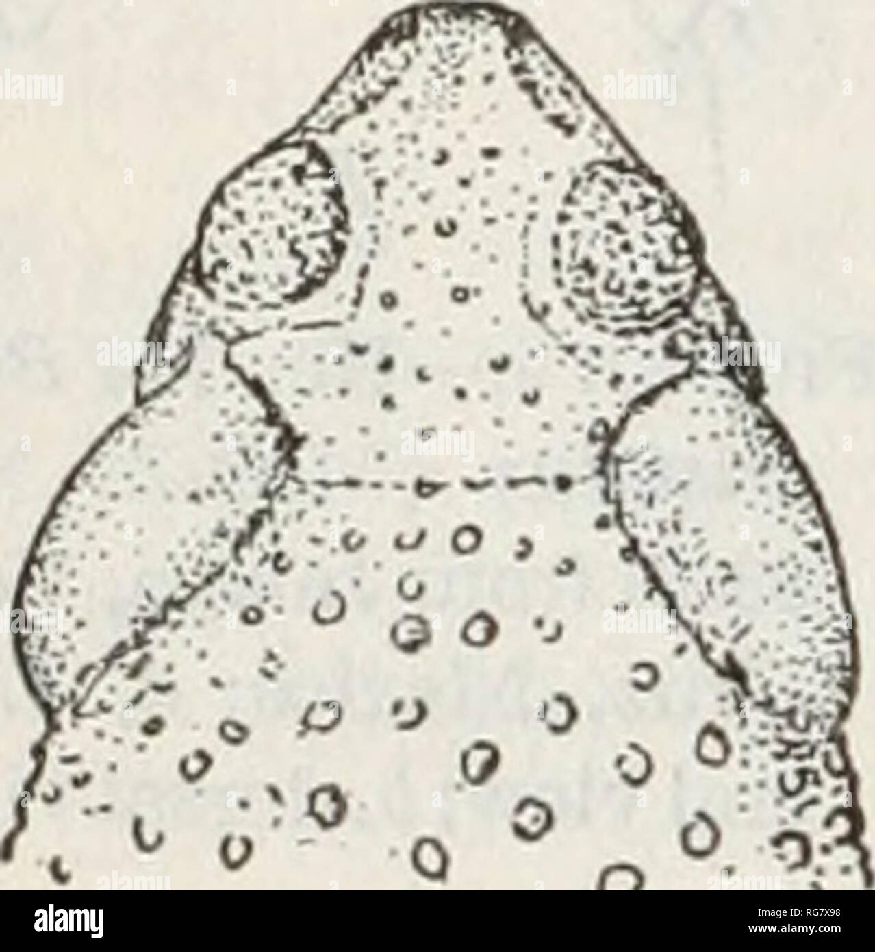 . Bulletin - United States National Museum. Wissenschaft. 50 BULLETIN 160, UNITED STATES NATIONAL MUSEUM BUFO DEBILIS Girard Abbildung 10 1854. Bufo debilis Girard, Proc. Acad. Nat. Sci. Philadelphia, Bd. 7, S. 87, Mai. 1854. Btifo insidior Girard, Proc. Acad. Nat. Sci. Philadelphia, Bd. 7, S. 88, Mai (Chihuahua, Mexiko) - Baird, 1859, Bericht über die Vereinigten Staaten und die mexikanische Grenze Umfrage, Bd.2, Reptilien, S. 26, 35, Pi. 41, Abb. 13-18. 1889. Bufo debilis bewältigen, US-Nat. Mus. Bull. 34, S.264, Abb. 61.- Dickerson, 1906, der Frosch Buch, S. 112.- Strecker, 1922, Sci. Soc. Sau Antonio Bull. 4, S. 10. Stockfoto