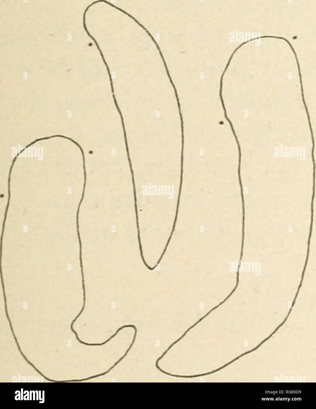 . Bulletin - United States National Museum. Wissenschaft. Abb. 147.- Opalina obtrigonoi-DBA, FBOM Hyla arenicolor, X117 Durchmesser.. Opalina ohtrigonoidea^ United States National Museum Nr. 16544. Host. - Hyla pickeringii (Holbrook), eine reichlich vorhandene Infektion, in United States National Museum Muster Nr.3604, 20 mm lang, von Aux Plains Fluss, Illinois; R. Kennicott, Sammler. Messungen von einem großen einzelnen v. aJ. - Länge des Körpers, 0.444 mm; Breite des Körpers, 0,09 mm; Dicke von Körper, anterior, 0,028 mm., Mitte - DLE-0,048 mm., Posterior, 0.0358 mm.; Durchmesser des Kerns, 0,004 mm. Abb. 148.- Opalina obt Stockfoto