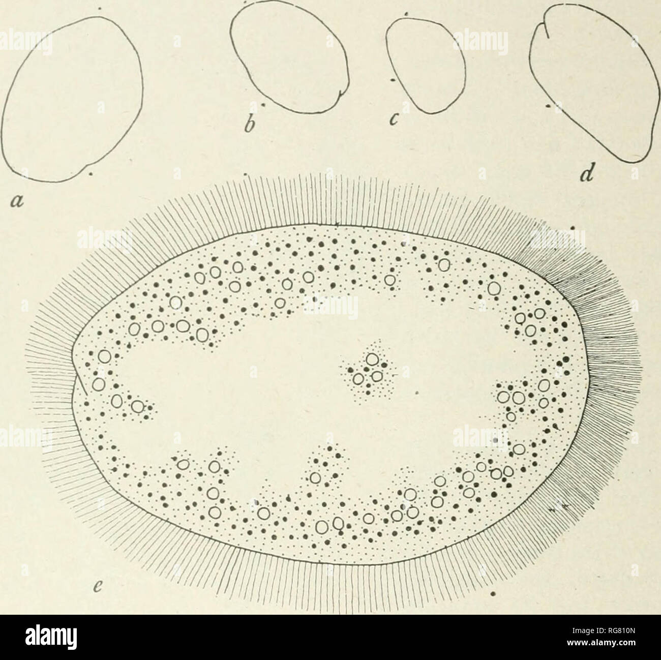 Polyphyletische gattung Fotos und Bildmaterial in hoher Auflösung Alamy