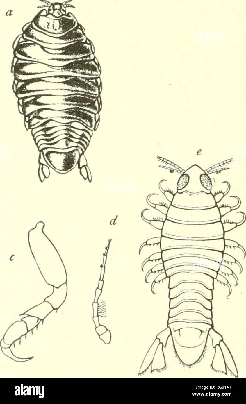 . Bulletin - United States National Museum. Wissenschaft. 262 BULLETIN 54, UNITED STATES NATIONAL MUSEUM. LoedllticK.-Cu)) ein; St. C-hristophcr; Jamaika; Bahia und Rio de riaiieiro, Brasilien. Parasiten der kingtish (auf Kiemen). Körper ov^ aßen, fast doppelt so lang wie breit, IH mm.: 25 mm. Ein wenig breiter als lang, 3 mm Plädieren.: 4 mm., doppelt so breit an der posterioren Ende wie am vorderen Ende, mit der posterioren Rand stark abgerundet, der vordere Rand somewhiit abgerundet und Auslenkung nach unten über die antennte. Die Augen sind undeutlich und perha}) s func-tionless; Sie sind in der Post-seitenlappen Stockfoto