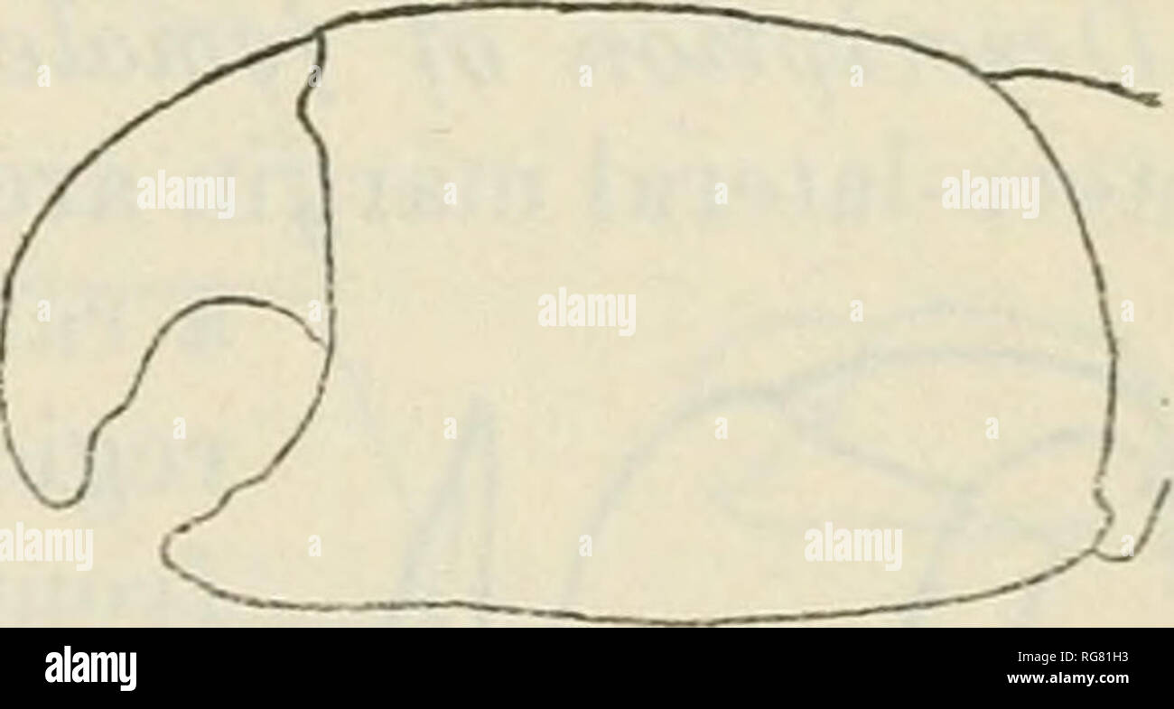 . Bulletin - United States National Museum. Wissenschaft. a h c Abb. 101.- PiNNixA schmitti, männlich (25850). a, Outee maxilliped, x15*; t, Abdo - Männer, X72; c, LINKS ODER größere Chela, X7. von panzers 5, Breite der gleichen 9.2, Länge der dritten Etappe ca. 10 mm. Bereich.-Port Levasheff, Alaska, an der Bucht von San Francisco, Kalifornien. 7 bis 80 Klafter. Material untersucht.-Port Levasheff, Unalaska, Alaska; 70 bis 80 Klafter tief; M.St.; W. H. Dall; 1 männlich (48140). Links chela mit Daumen und Fingern, recht leicht klaffende Chela mit langen Daumen und Finger nongaping, beide Handflächen Granulat. Cape Fox, Alaska; W.E. Coe, Har Stockfoto