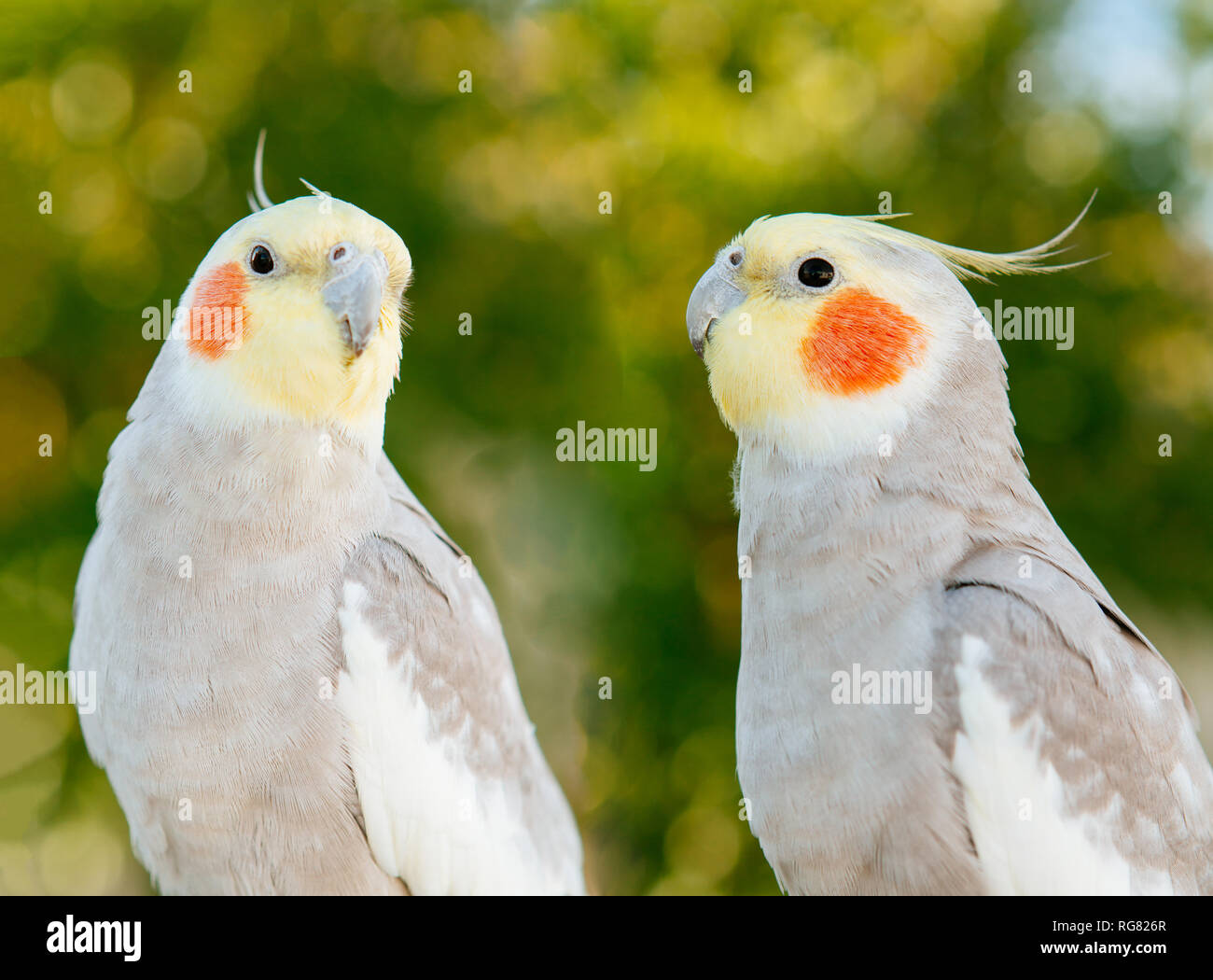 Paar tropische Vögel auf weißem Hintergrund Stockfoto