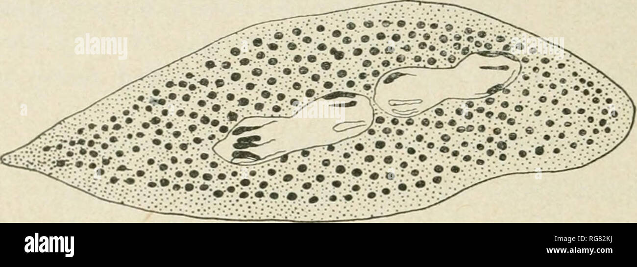 . Bulletin - United States National Museum. Wissenschaft. 74 BULLETIN 120, UNITED STATES NATIONAL MUSEUM. der Spitz (S. rhinodermatos) oder dornfortsätze {S. longinucleata). Die schlanke Ellipsoid oder Spindelförmige Kerne sind in der Regel durch ein Gewinde. Ihre histologischen Zustand, in meinem Material, keine Untersuchung der Chromosomen erlauben, aber die Form der Kerne und der Tatsache, dass Sie noch durch einen Thread zeigt Ihnen, daran zu zweifeln - weniger in einer früheren mitotische Phase als die Kerne von S. und S. rhinodermatos longinucleata werden. Diese Sorte sollte natürlich, daher beschrieben worden, bevor die Latte Stockfoto