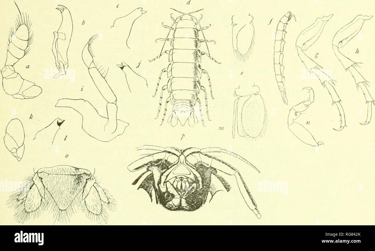 . Bulletin - United States National Museum. Wissenschaft. Asseln von IVORTH AMERIKA. 159 ALCIRONA HIRSUTA Moore. Moohe Alcirona hirsuta, Bull. Us Kinii Uoiniii., XX, I't. 2, 1902, j>. 170, Pi., Abb. 6-10. Localiiy. âOff St. Thomas. I) i: pth.1^-1?) Klafter. In Coral unten gefunden. "" Vorne leicht pi' oducod und etwas inHexed hotwoen die Grundlagen des antennules, nicht beitreten; Die opistome: Augen klein, seitliche, dis-tance zwischen zwei oder drei Mal ihrem Durchmesser. Bod}' stark gewölbten antero-postei - IOI-ly. Kpistome schmale, fünfeckige. Erste Antenne "AWIT zwei gelenkwelle}) e (liiiicl & Stockfoto . Bulletin - United States National Museum. Wissenschaft. Asseln von IVORTH AMERIKA. 159 ALCIRONA HIRSUTA Moore. Moohe Alcirona hirsuta, Bull. Us Kinii Uoiniii., XX, I't. 2, 1902, j>. 170, Pi., Abb. 6-10. Localiiy. âOff St. Thomas. I) i: pth.1^-1?) Klafter. In Coral unten gefunden. "" Vorne leicht pi' oducod und etwas inHexed hotwoen die Grundlagen des antennules, nicht beitreten; Die opistome: Augen klein, seitliche, dis-tance zwischen zwei oder drei Mal ihrem Durchmesser. Bod}' stark gewölbten antero-postei - IOI-ly. Kpistome schmale, fünfeckige. Erste Antenne "AWIT zwei gelenkwelle}) e (liiiicl & Stockfoto