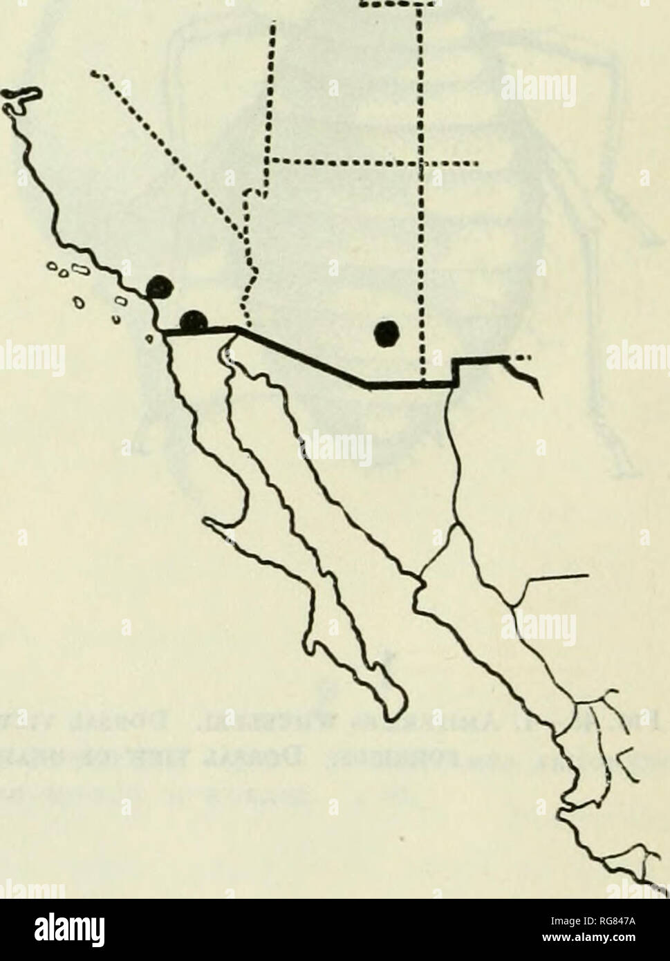 . Bulletin - United States National Museum. Wissenschaft. Abb. 46. - Verteilung der Amitermes Wheeleri. Geflügelte Form unbekannt. Tritt in vielen Orten in Texas. Von Snyder wie folgt erhoben: Brownsville, Cameron County; Addison, Lasalle County; San Antonio; Bexar Count}^; Uvalde, Chalk Bluff, und Laguna, Uvalde County, und El Paso El Paso County. (Abb. 46.) Babybett 3^pes sind im American Museum Natural History (Kom-PARED), AMITERMES CALIFORNICUS, neue Arten. Soldat.-gelblich; Bauch, grau; Beine, weißlich; Kiefer, von basalen Drittel, rot-braun; Antennen, blass; 13 Segmente. Kopf ein wenig Longe Stockfoto