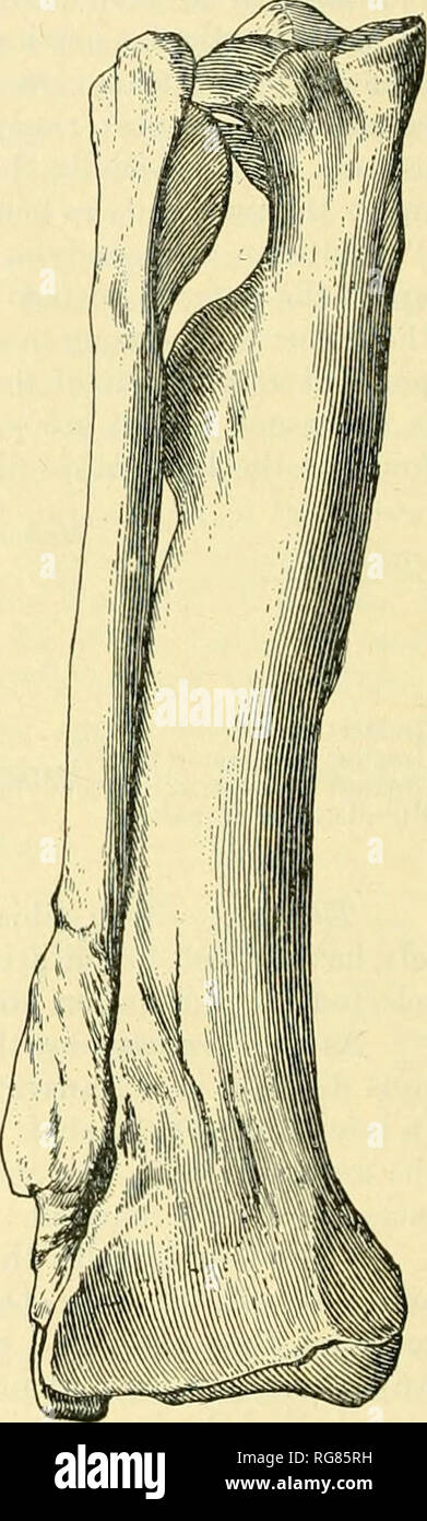 Gorgosaurus Größe