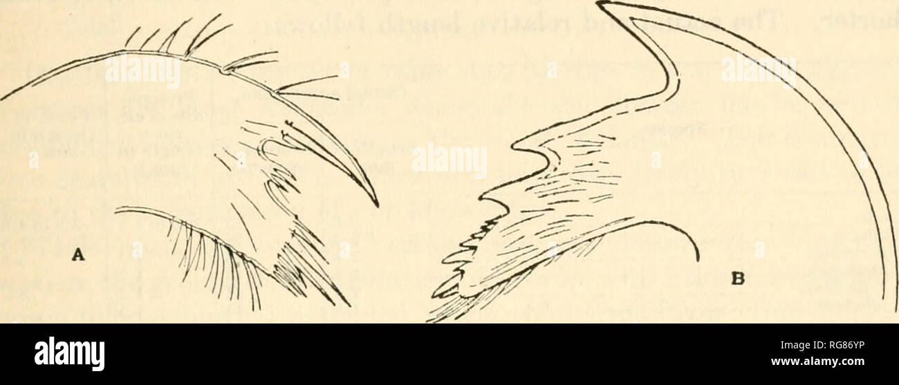 . Bulletin - United States National Museum. Wissenschaft. Der SESSILE SEEPOCKEN. 17 In allen untersuchten Tierarten die Rami von CIM-iv, v und vi sind fast gleich lang und Anker. Die Segmente in fast jedem speci - Männer untersucht drei Paar Stacheln auf der vorderen Seite, die unteren paar, sehr klein und in der Regel gibt es zwei ungleiche Stacheln an der posterioren distalen Winkel jedes Segment. Die chajtotaxy ist so ähnlich sind, dass es kaum noch notwendig ist, cirri der mehrere Arten darzustellen. Abb. 7. - Verruca alba, Oberkiefer (a) und jiandible (6) der Probe im pl herausgefunden. 2, Abb. 1-1 b. Die relative le Stockfoto