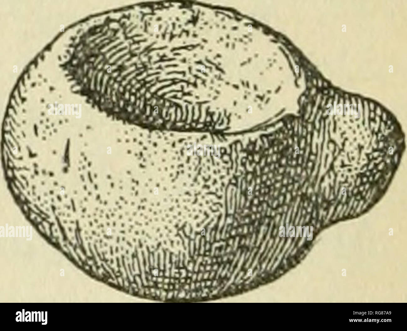 . Bulletin - United States National Museum. Wissenschaft. Abb. 11.- Auto^'ED stone Schiff aus Solomonsville. Yucca und andere Blätter für Fibre, zerkleinern die Blätter und die Wurzeln für Fusionen, und für comminuting solche Materialien nicht geeignet für- tion auf die Schleif- Platte. Das Pueblo Mörtel ist nie groß und wurde nicht für die Vorbereitung von Lebensmitteln verwendet, sondern wurde für eine Reihe von kleinen Aufgaben als Anlass erforderlich. Im Allgemeinen waren sie nicht tragbar, dass in den benachbarten Felsen wo waren die Bedingungen dafür - in der Lage, gebildet. Stein Schiffe. In der Oberen Gila Tal (Pueblo Viejo Tal) Es ar Stockfoto