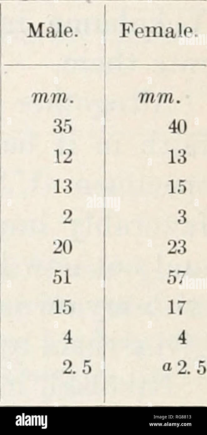 . Bulletin - United States National Museum. Wissenschaft. 86 BULLETIN 58, UNITED STATES NATIONAL MUSEUM. Dunkler, schwärzlich-umrandete Permanente symmetrische insuliform Flecken auf dem Körper und Kreuz Bands an den Gliedmaßen; eine dunkle braune Streifen von nasenloch zu Auge; untere Teile weißlich; unteren Bauch und Gliedmaßen carneous; Seiten oi Oberschenkel carneous; Iris dunkel bronzy Braun. Mann mit einem externen subgular vocal Sac. Von der Schnauze bis 35 mm Vent." Dirnensions. - British Museum, Nr. 89.12.16.197.7; mittlere Ussuri; Doerries, Sammler. Weiblich.. Von der Schnauze zu lüften, Länge des Kopfes Breite der Kopfdurchmesser der tympanon Fore Extremität Hind l Stockfoto