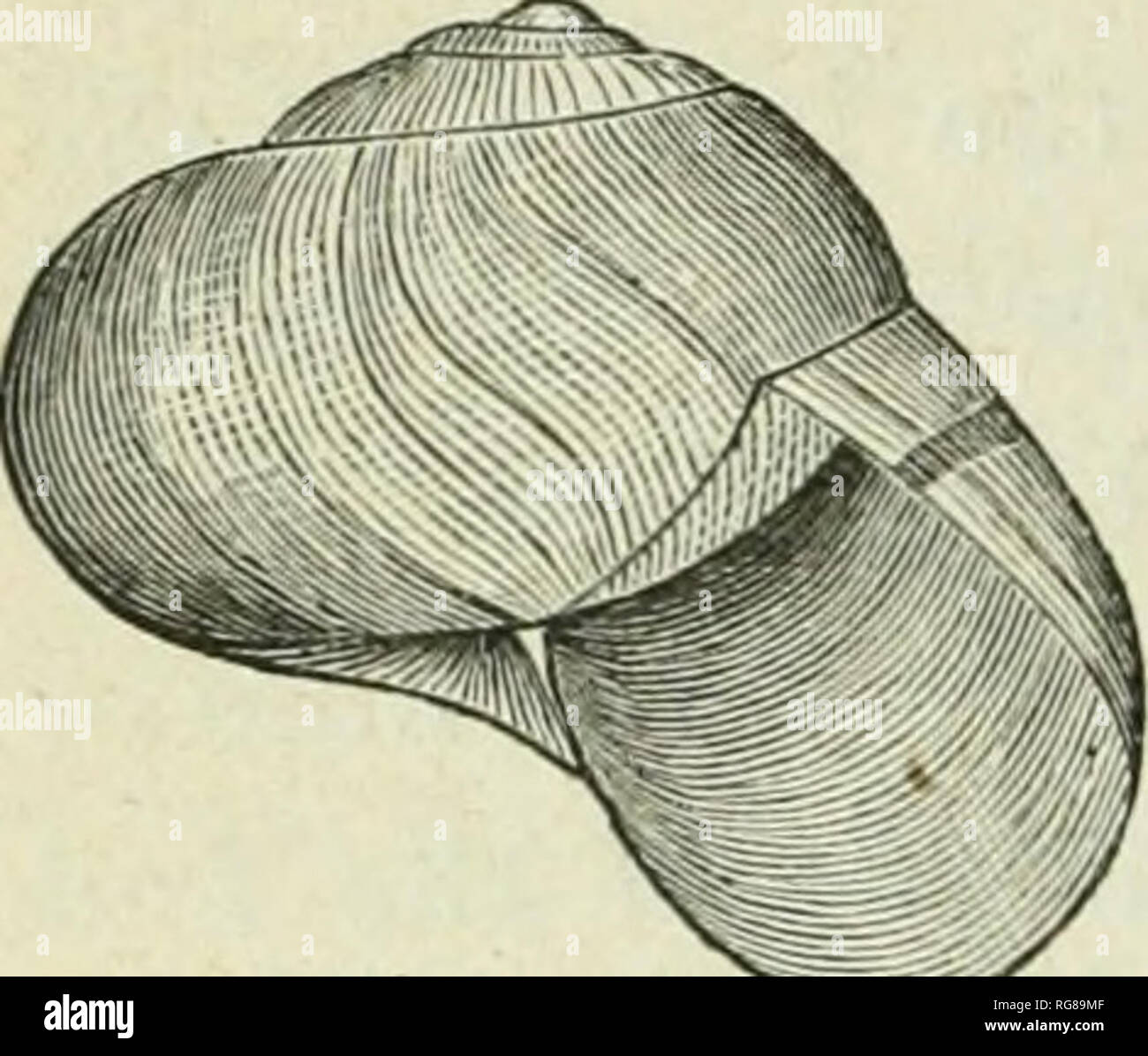 . Bulletin - United States National Museum. Wissenschaft. 206 EIN HANDBUCH DER AMERIKANISCHEN LAND SHELLS. Aus Uniontown, Perry County, Alabama, wo er tritt auch Appa- sub-fossil, von Dallas County, Alabama, Stephenson, Alabama und Sewannee, Franklin County, Tennessee; von Marengo County, Tennessee, auch Subfossiler; Berge von North Carolina. Tier schmutzig weiß, das Granulat manchmal durch eine dunklere Farbe gekennzeichnet, die in einem hellen Beige - Farbe oben auf der Rückseite in der Nähe der Leiter; Auge - Stiel und Tentakeln dunkler; den oberen Teil des Schwanzes ist auch eine leichte Slate - Farbe, dunklere unterhalb der Furchen. Die b Stockfoto