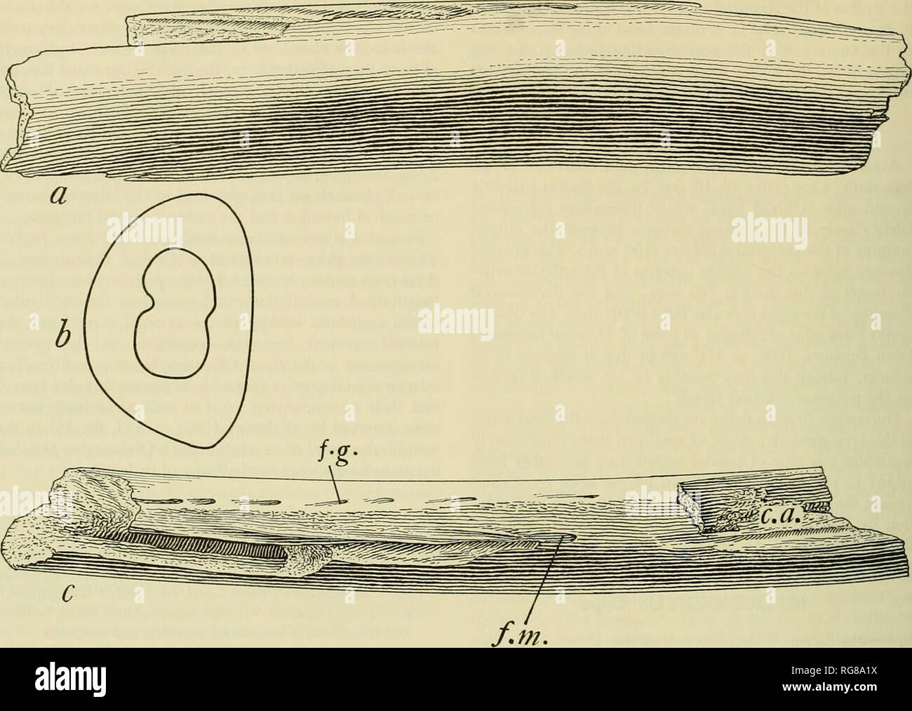 . Bulletin - United States National Museum. Wissenschaft. 126 UNITED STATES NATIONAL MUSEUM BULLETIN 24 7. Abbildung 52. linken Unterkiefer (Typ), ANSP 12915, oiSiphonocetuspriscus (leidy): a, externe Ansicht; b, Querschnitt; c, dorsalansicht. Abbrs.: c.a., alveoläre oder unterkieferkanal; f) g., alveoläre oder gingival Foramen; w. m., mental Foramen. Die Basis für leidy's Balaena Prisca. Leidy anscheinend nicht ursprünglich veröffentlichen genaue Messungen der mandib-ular Fragment (Abb. 52) Wie wird aus dem angehängt Messungen festgestellt werden, sondern lediglich, dass seine Länge 14 Zoll war, vertikale Durchmesser 3 Zoll, Stockfoto