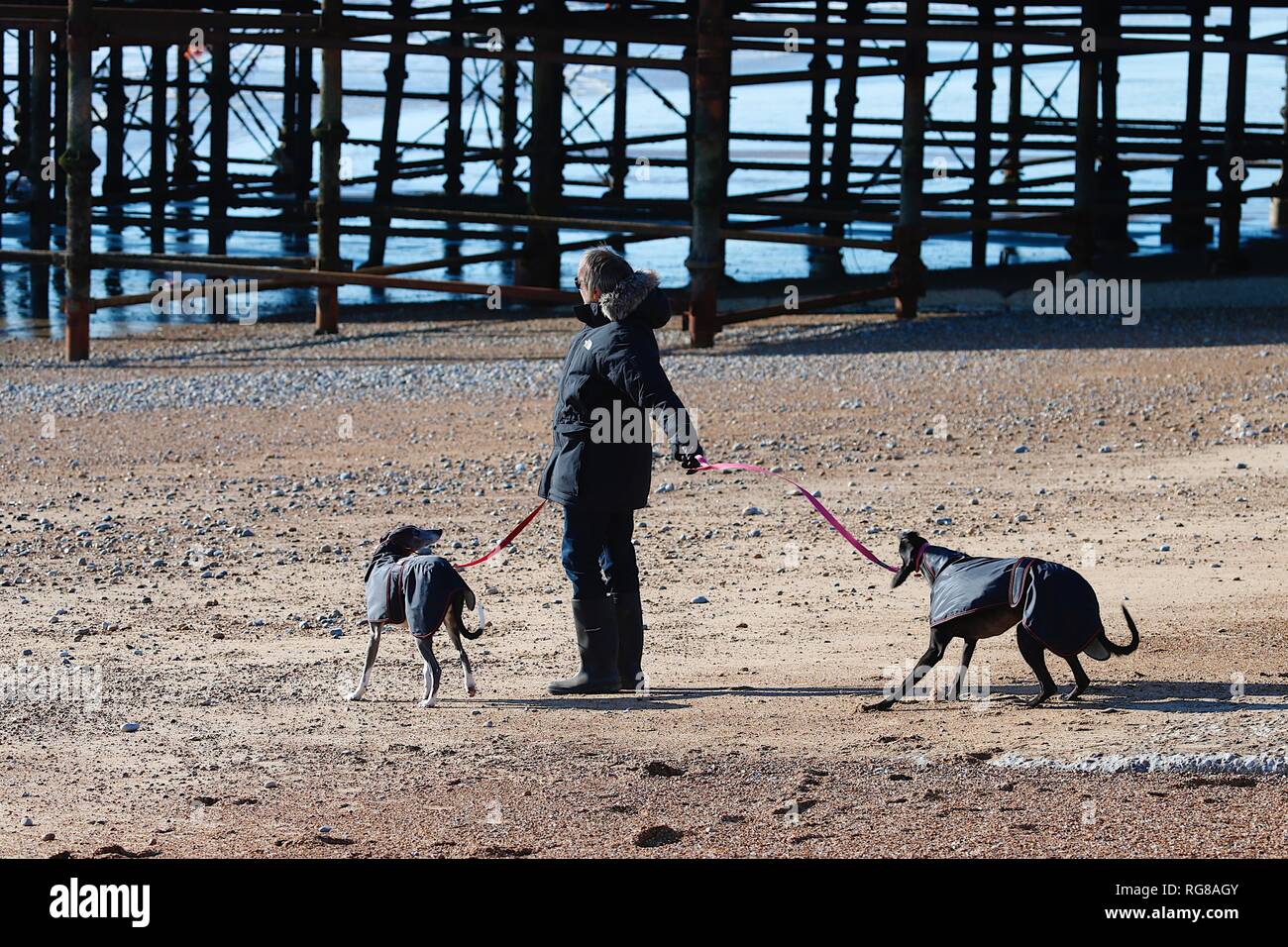 Hastings, East Sussex, UK. 28 Jan, 2019. UK Wetter: trocken und sonnig, aber weitgehend kalt und windig in Hastings. Ein Hundehalter zu Fuß am Strand entlang mit seinen Hunden an der Leine. © Paul Lawrenson 2019, Foto: Paul Lawrenson/Alamy leben Nachrichten Stockfoto