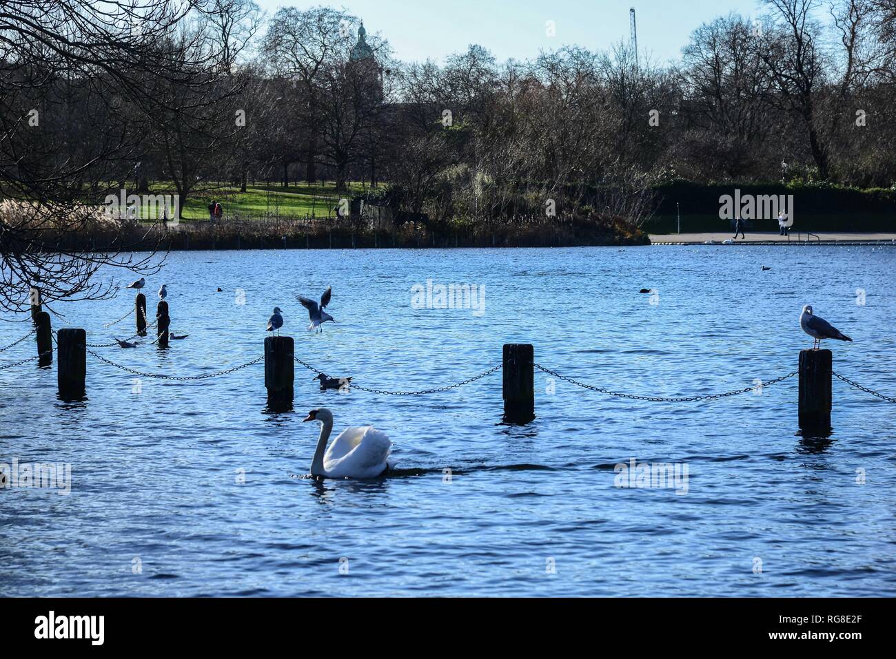 London, Großbritannien. 28 Jan, 2019. Hyde Park an einem schönen Wintertag. Schnee ist morgen über viel von Großbritannien mit Temperaturen absinkende erwartet. Credit: Claire Doherty/Alamy leben Nachrichten Stockfoto