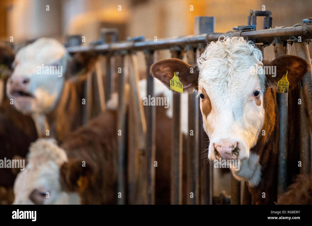 28 Januar 2019, Baden-Wuerttemberg, Markgröningen: Rinder stehen im Stall eines Emigranten Farm. Foto: Fabian Sommer/dpa Stockfoto