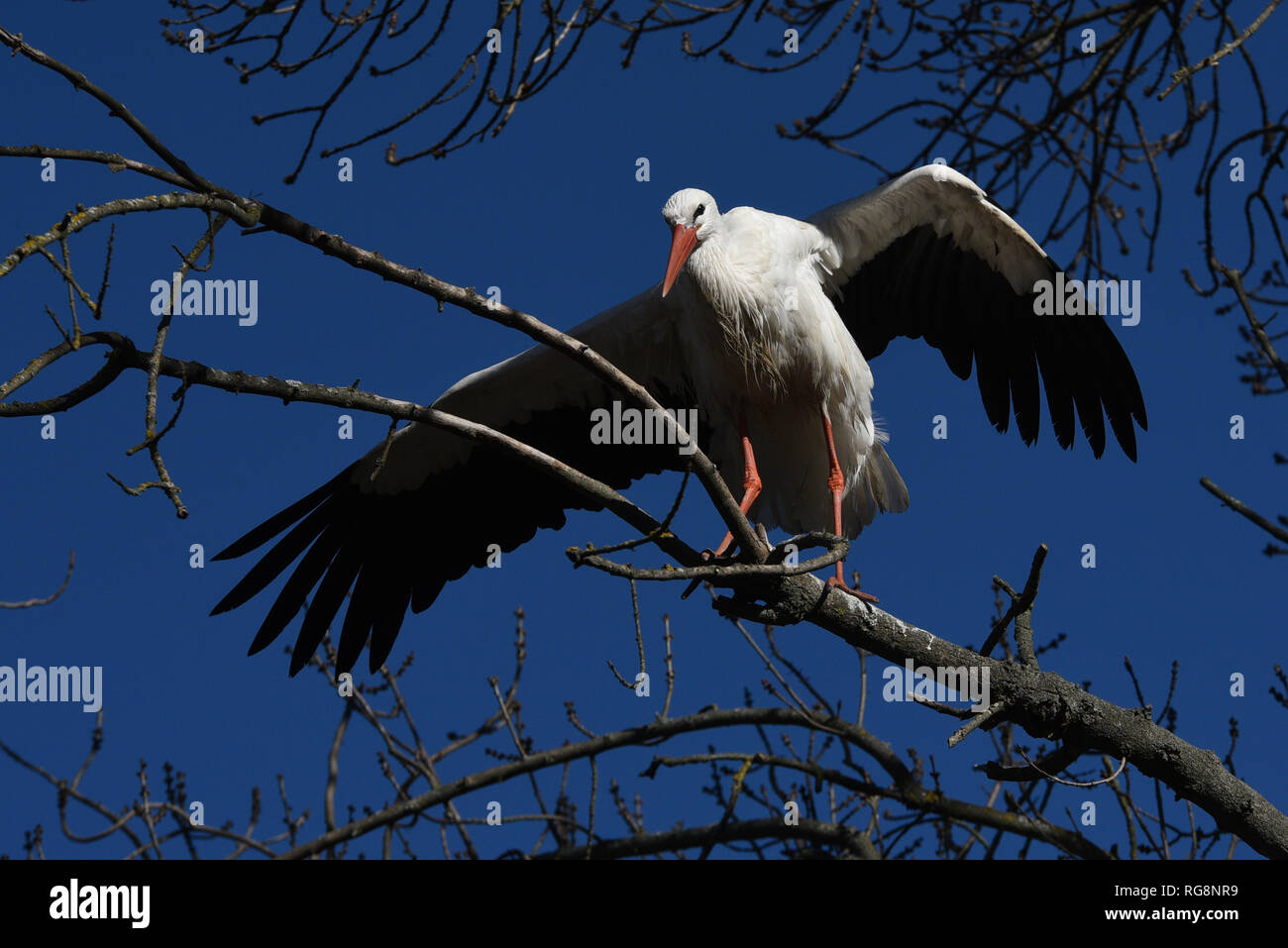 Ein weißstorch (Ciconia ciconia) gesehen, die durch den Wind in Madrid, wo die starke Böen zwischen 50 und 60 Kilometern pro Stunde in den Nachmittagsstunden erreicht. Nach dem aemet Staatlichen Meteorologie Service, eine Winterdepression namens "Gabriel" wird morgen, Dienstag, vom Atlantischen Ozean ankommen, bringen starke Winde, heftige Regen- und Schneefälle in vielen Teilen Spaniens. Stockfoto