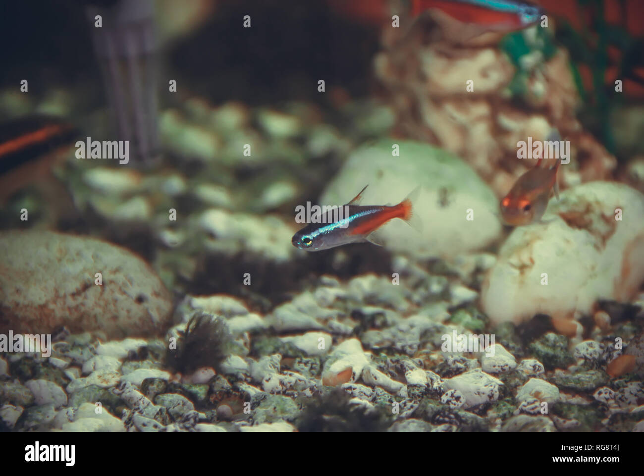 Neon Fische im Aquarium Stockfoto