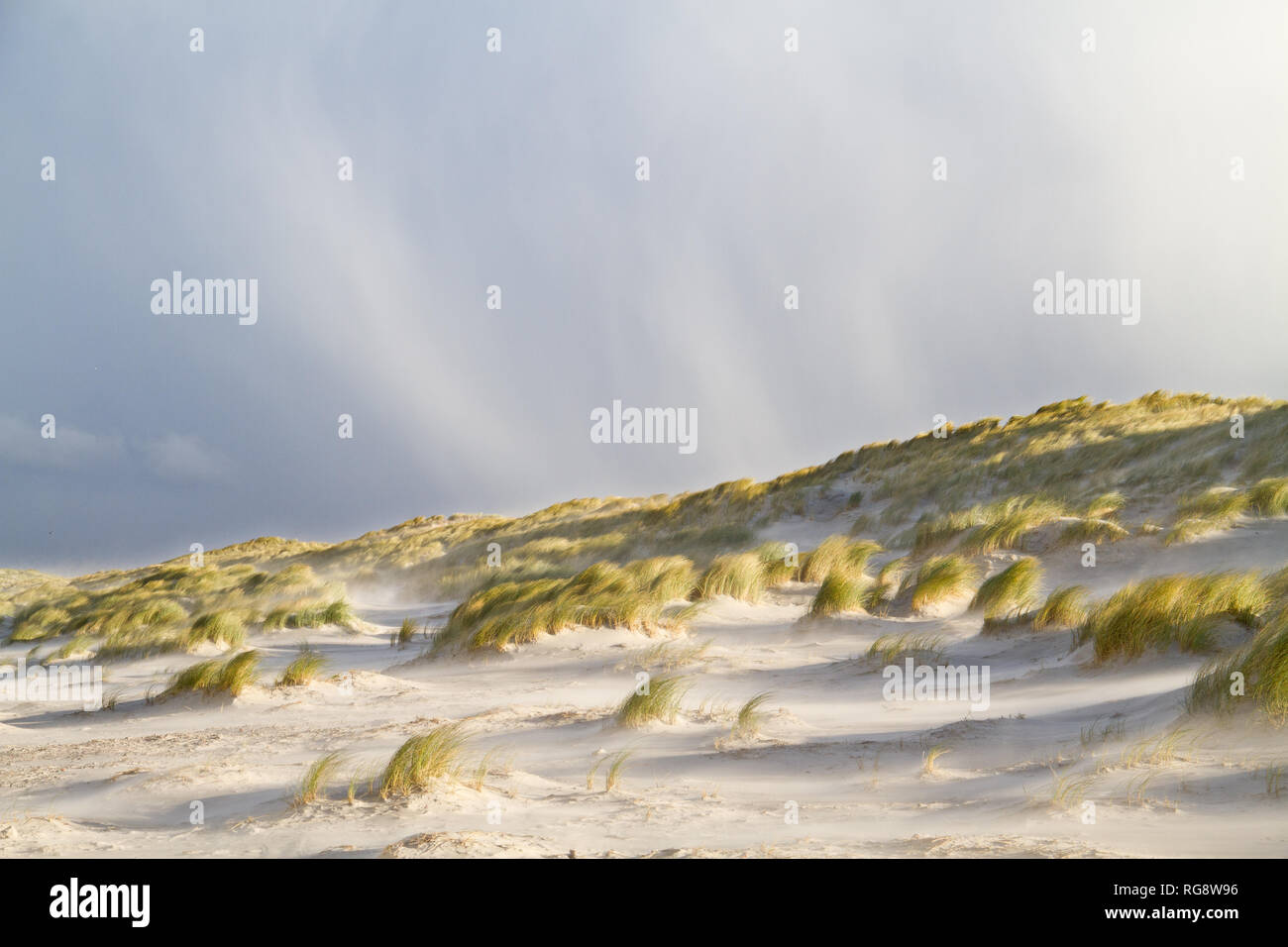 Regen und Hagel fallen an einem stürmischen Tag auf Dünen, gewachsen mit Gräser Stockfoto