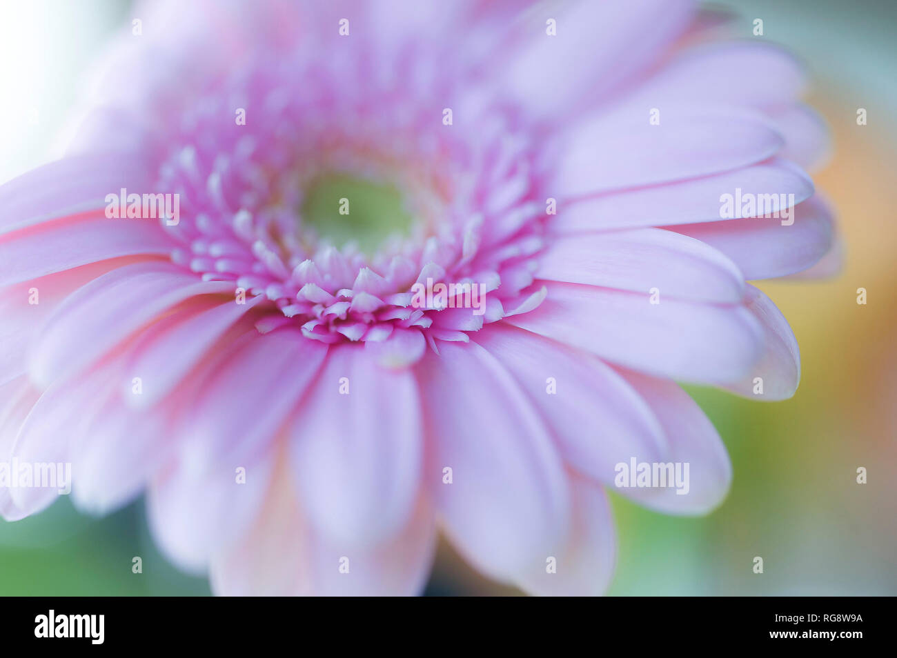Aus der Nähe zu sehen. eine Gerbera Blume. Stockfoto