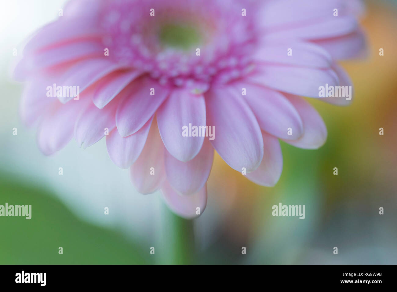 Aus der Nähe zu sehen. eine Gerbera Blume. Stockfoto