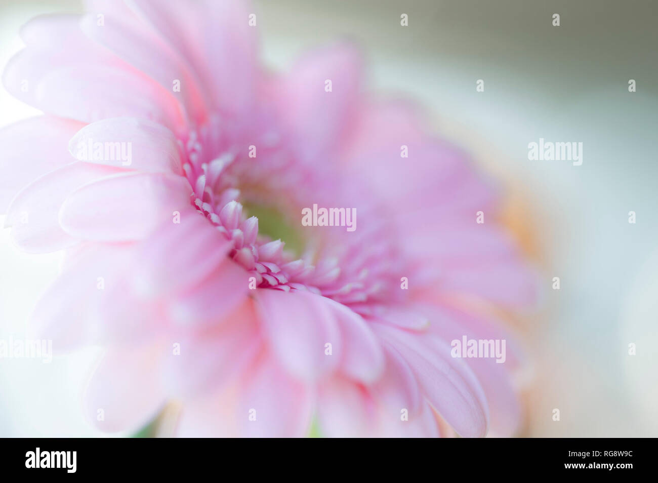Aus der Nähe zu sehen. eine Gerbera Blume. Stockfoto