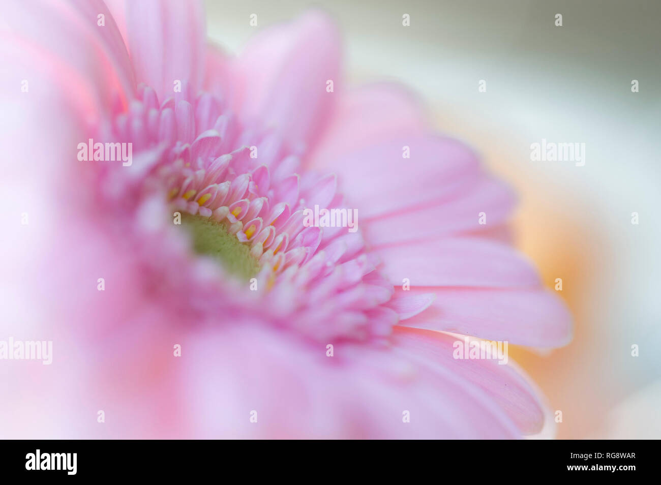 Aus der Nähe zu sehen. eine Gerbera Blume. Stockfoto