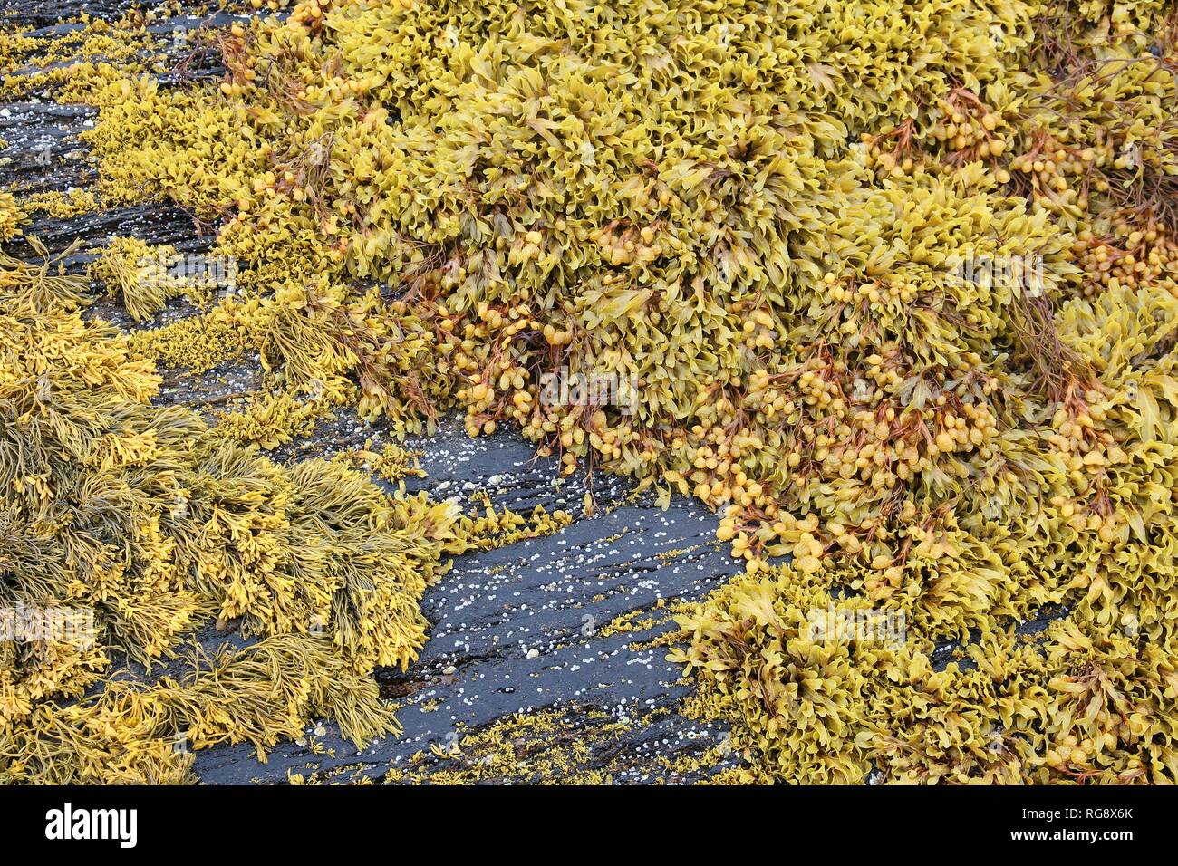 Braune Algen (Ascophyllum nodosum) auch als Norwegischer Kelp bekannt. Braunalgen in Norwegen. Stockfoto