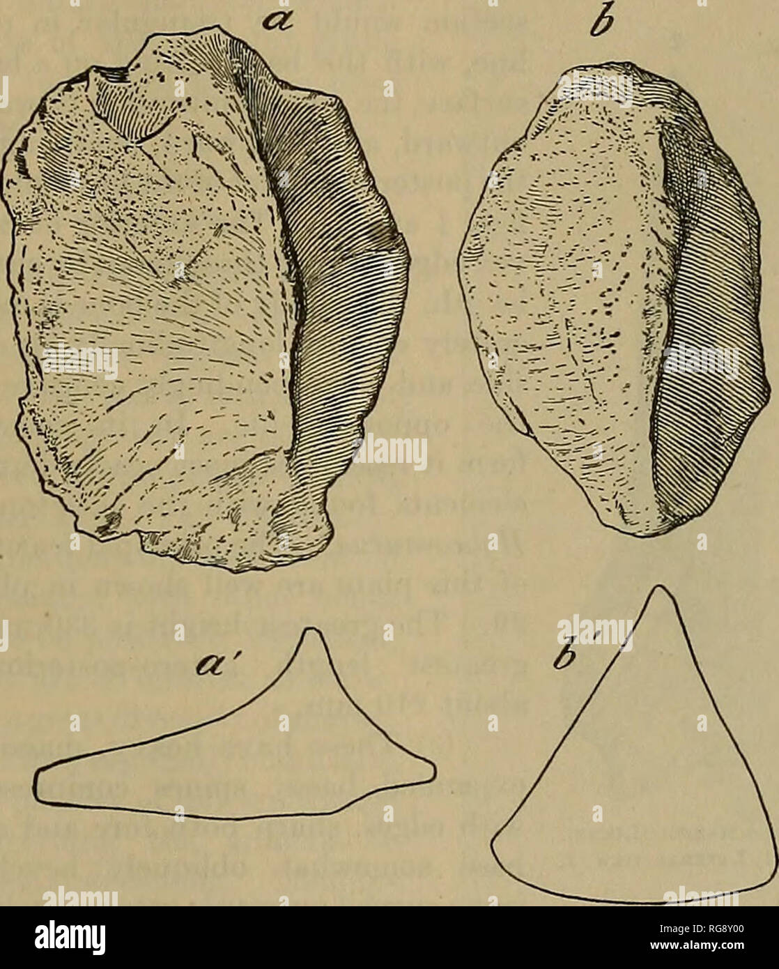 . Bulletin - United States National Museum. Wissenschaft. Osteologie DER ABMOEBD DINOSATJRIA. 119 (5) Der Spined scutes Es gibt Teile der acht vorhanden, von denen fünf sind nahezu perfekt. Die Form aller Wenn seitlich gesehen kann grob beschrieben als Dreieckig, und fast alle werden sind länglich und unregelmäßig. Für die Bequemlichkeit der Beschreibung Diese können wie folgt unterteilt werden: (a.) mit einer medianen Scutes, quer erweitert, obhque Basen; oben Base" "stark erweitert antero-posterior, rasch Vertragsparteien zu einer gerundeten Rücken, die aus der Nähe der Mitte der Platte steigt, ta Stockfoto