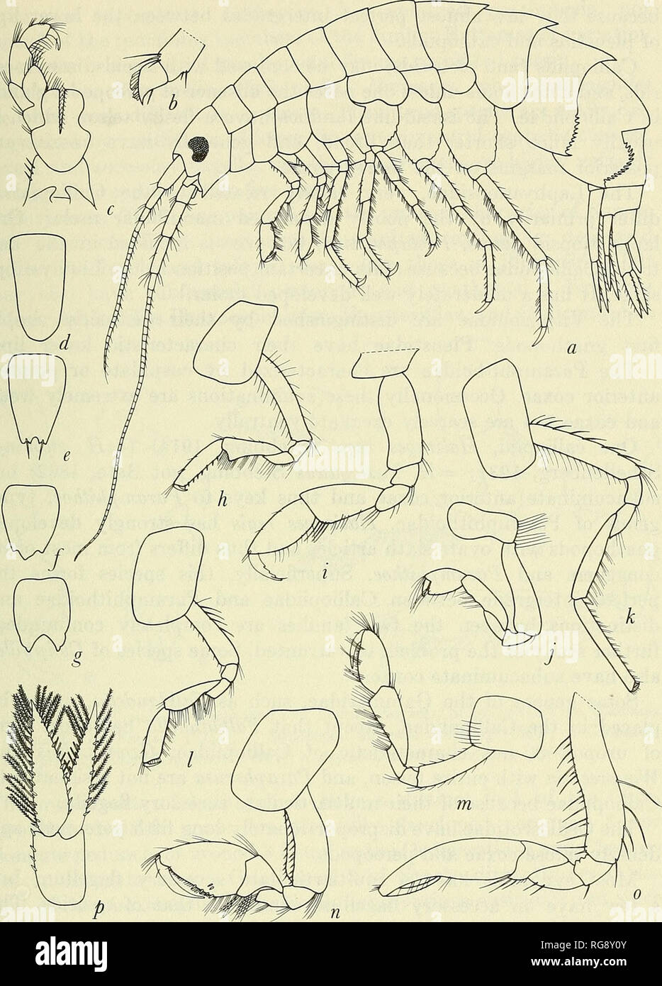 L tridentata Fotos und Bildmaterial in hoher Auflösung Alamy