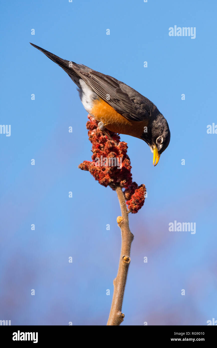 Ein amerikanischer Robin ragt auf dem Staghorn-Sumac, während er im Ashbridges Bay Park in Toronto, Ontario, nach einer Mahlzeit schaufelt. Stockfoto