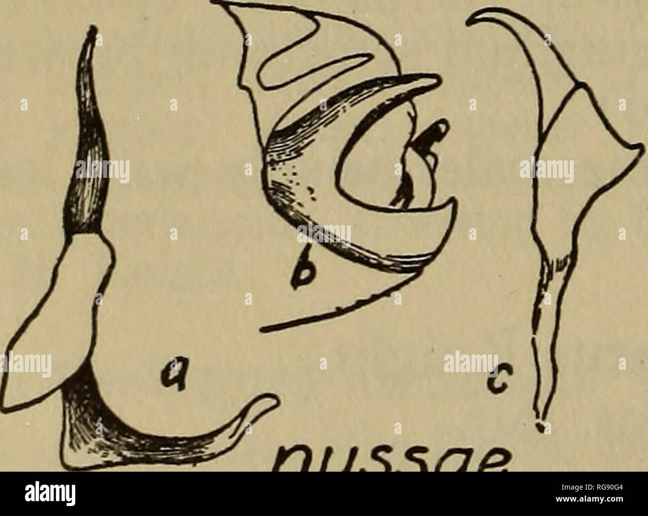 . Bulletin-geologischen und natürlichen Geschichte Umfrage von Connecticut. Geologie; Zoologie; Botanik; Natural History. Lygus ostryae Ritter, -^ männlichen Genitale Paarung, (a) der genitalen Seg-teral Aspekt, (b) clasper, dorsalen Aspekt links, (c) der rechten clasper, Rt. Stark vergrößert. Zeichnung von Dr. H.H.Ritter. Abb. 131. ^j^. ment, linke Seite, (b) letl^- , ventralen Aspekt. Stark vergrößert. Zeichnung von Frau: Länge 6 mm, Breite 2,4 mm.; ähnlich der Männliche in Färbung, aber in der Form etwas größer und robuster. Rassen auf Ostrya virginiana. Massachusetts, New York, Vermont. L. (Neolygus) nyssae Kn Stockfoto