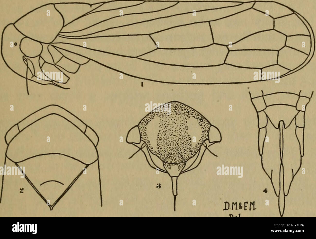 . Bulletin-geologischen und natürlichen Geschichte Umfrage von Connecticut. Geologie; Zoologie; Botanik; Natural History. Nr. 34 -] HEMIPTERA VON CONNECTICUT: CICADELLIDAE. 71 Vertex und Halsschild ähnlich, die in der Form den variabilis, sehr grob Quer gerieft, diese Streifen sind tiefer und mehr pro-Epidermis als in jeder Form der Alliierten. Gesicht sehr stark konvex Gewölbte, bauchigen erscheinen wie von der Seite gesehen. Farbe: Scheitelpunkt, scutellum, Halsschild und Flügeldecken schwarz glänzende, unmarkierte, unter eher helles Strohgelb mit ovipositor und ein paar schwache Flecken an den Beinen Fuscous. Schwarz oben, von der Front. B Stockfoto