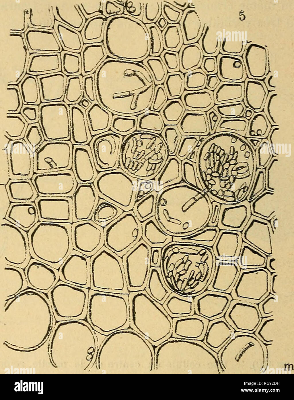 . Bulletin trimestriel de la Société mycologique de France. Mykologie; Pilze, Pilze. 258 s. GUEGUEN. pilles formées par les Éléments superficiels radialement allongés. Ces papilles traversent La paroi des cellules et s'y prolongent parfois en cordons mycéliens.. Abb. 5 (Gr. = 440). - Teil d'une Coupé transversale du Bois, au voisinage de la moelle, m; Voit deux pelotons mycéliens formés dans les Vais-seaux. La Struktur des sclérotes est partout La même: Ils gehört, en une Masse de cellules globuleuses - polyédriques par Pression réciproque, nicht chacune contient une grosse Goutte-le Stockfoto